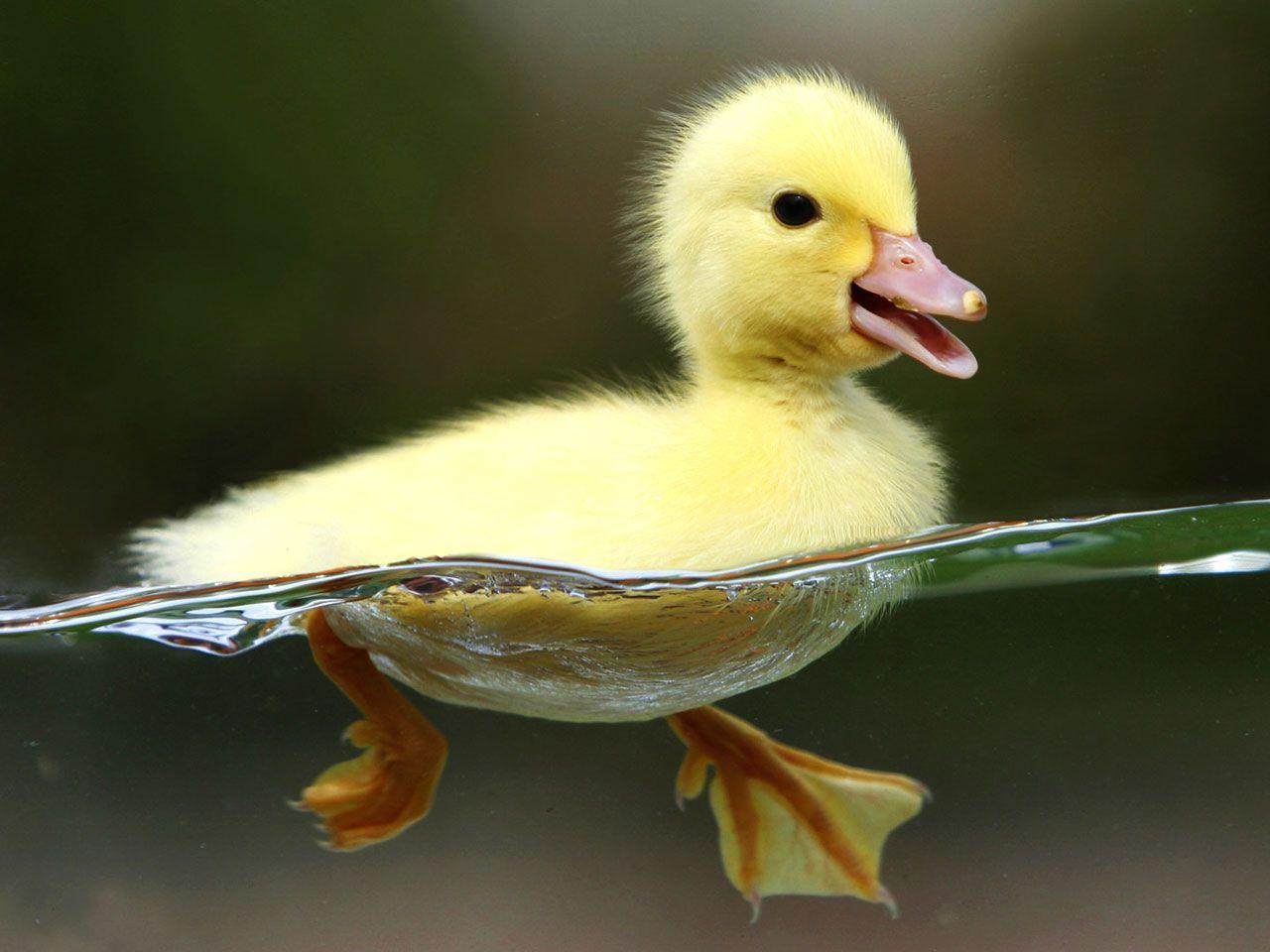 1280x960 Baby Ducklings FREE Picture