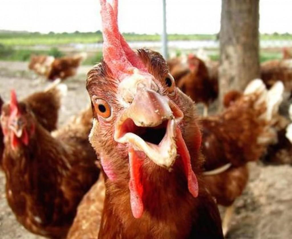 1024x840 Funny Chicken