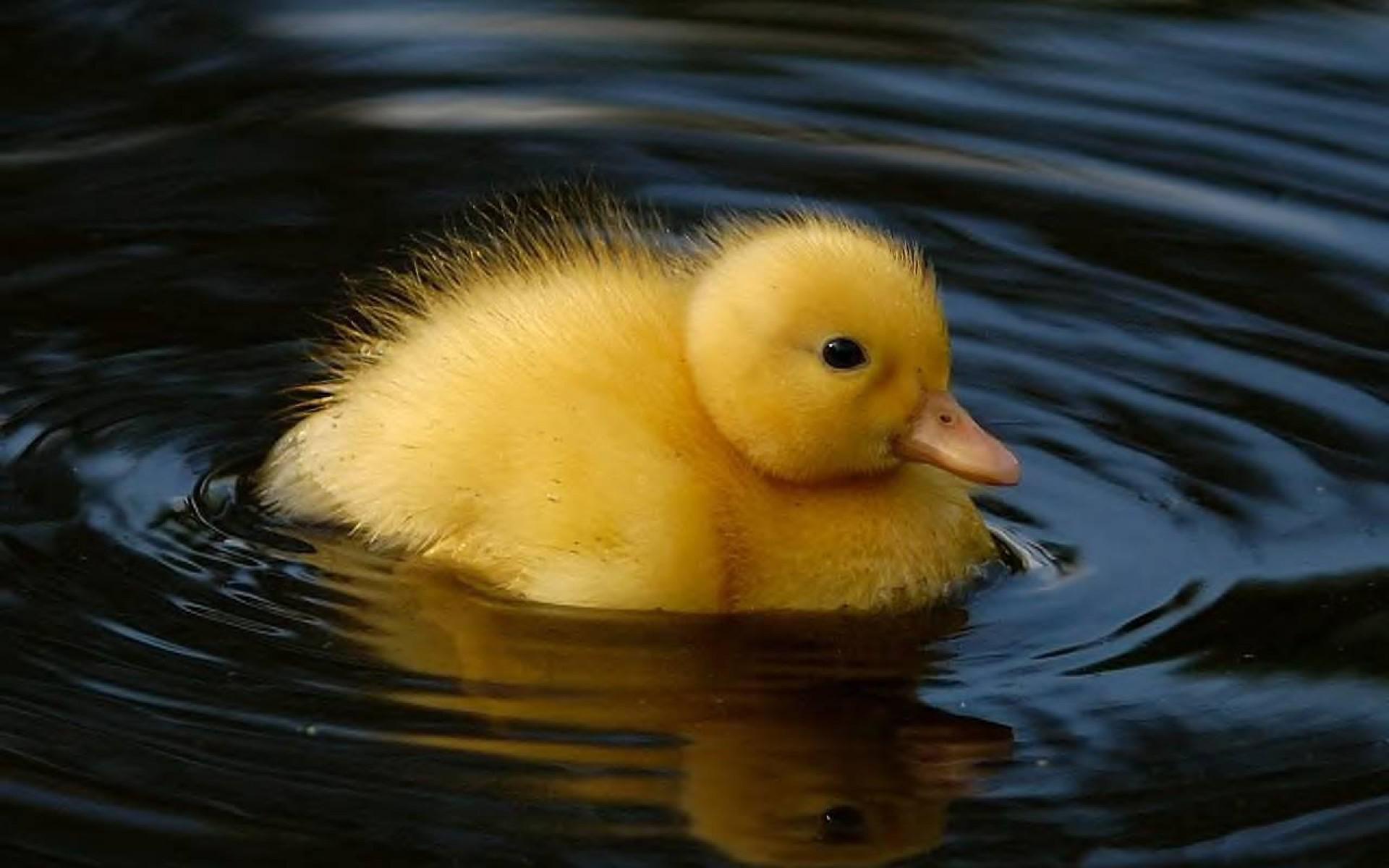 Cute Baby Duck Wallpapers - Top Free Cute Baby Duck Backgrounds ...