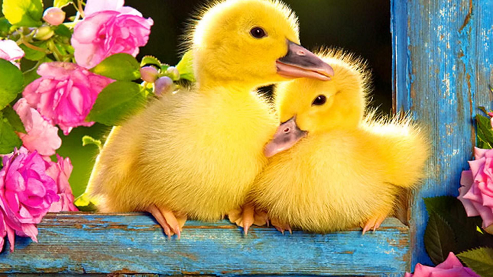 Cute Baby Duck Wallpapers - Top Free Cute Baby Duck Backgrounds ...