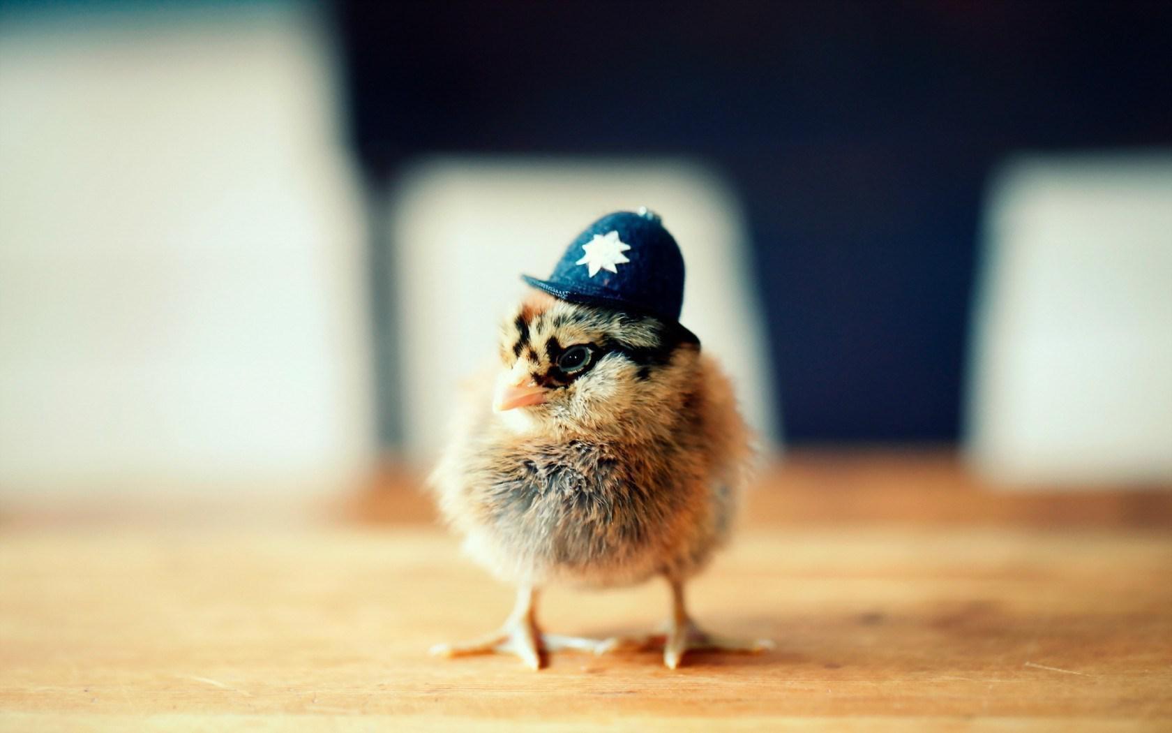1680x1050 Free download Cute Chicken Hat Funny Wallpaper New HD Wallpaper [1680x1050] for your Desktop, Mobile & Tablet. Explore Funny Chicken Wallpaper. Funny Chicken Wallpaper, Chicken Wallpaper, Chicken Girls Wallpaper