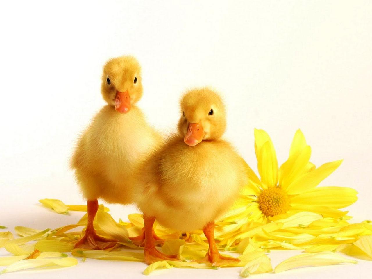 1280x960 Baby Duck Wallpaper