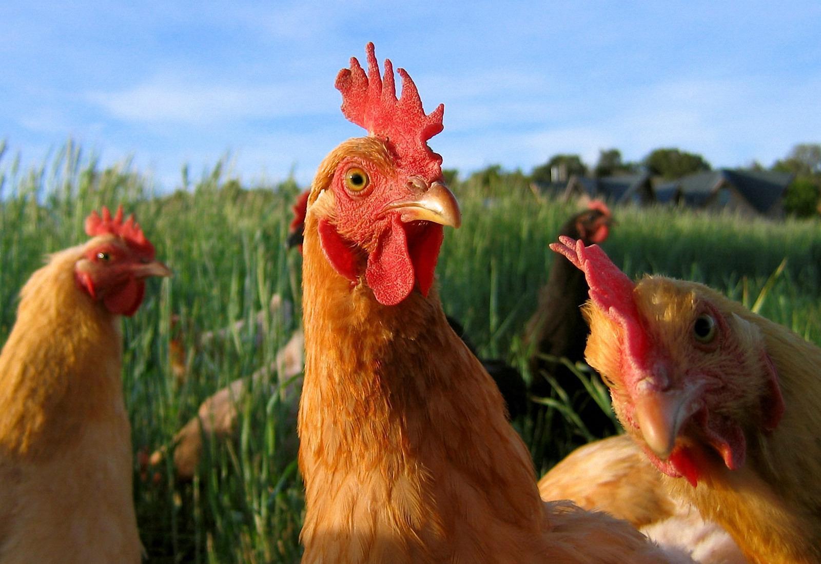 1600x1100 Hen Animal Wallpaper