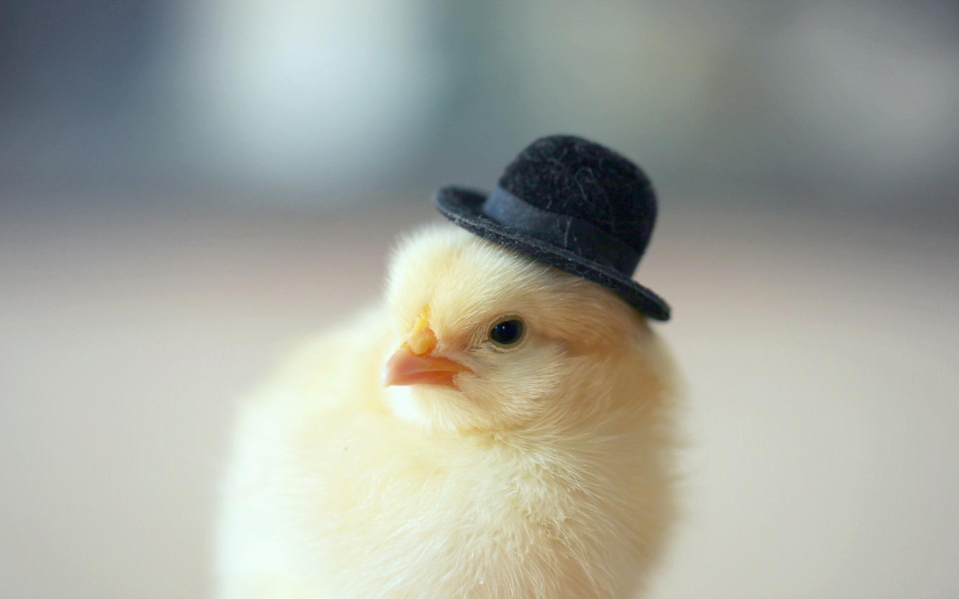 1920x1200 Chicken Background. Robot Chicken Wallpaper, Chicken Wallpaper and Chicken Farm Wallpaper