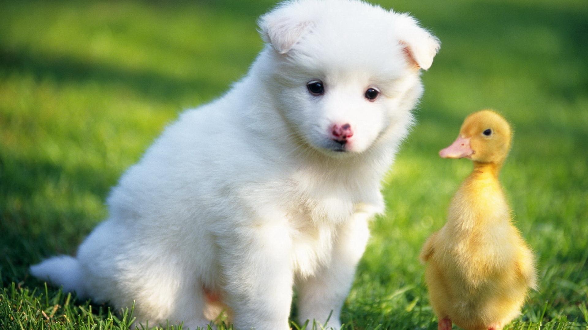 1920x1080 Free download Wallpaper Name Baby Duck With White Puppy HD Cute Animals Wallpaper [1920x1080] for your Desktop, Mobile & Tablet. Explore Baby Duck Wallpaper. Duck Wallpaper, Ducks