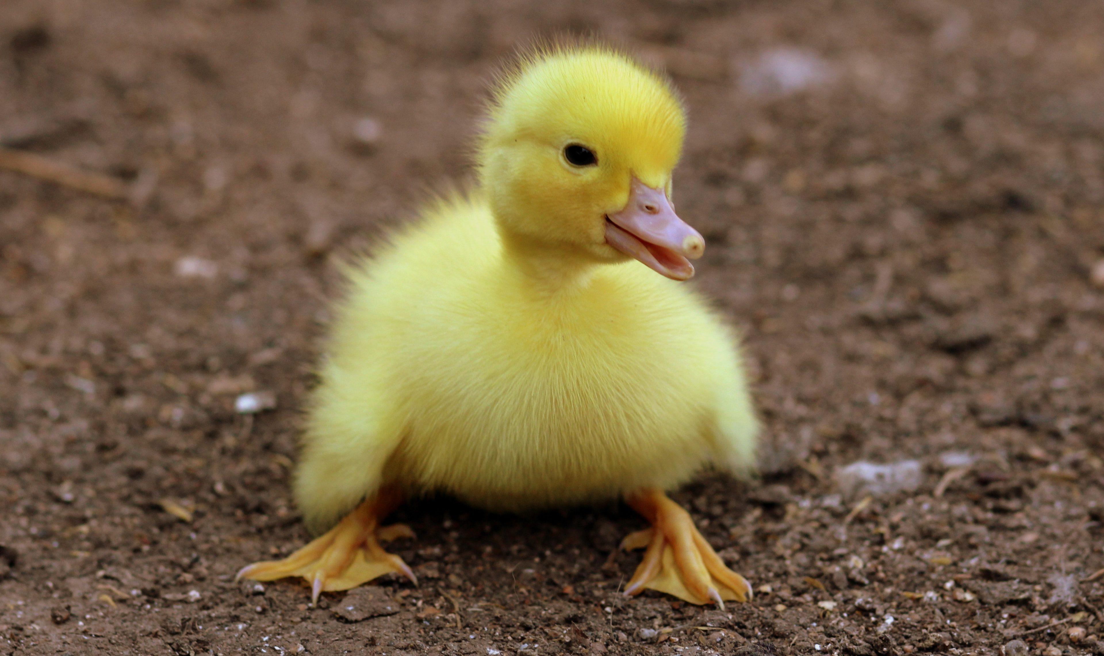 Cute Baby Duck Wallpapers - Top Free Cute Baby Duck Backgrounds ...