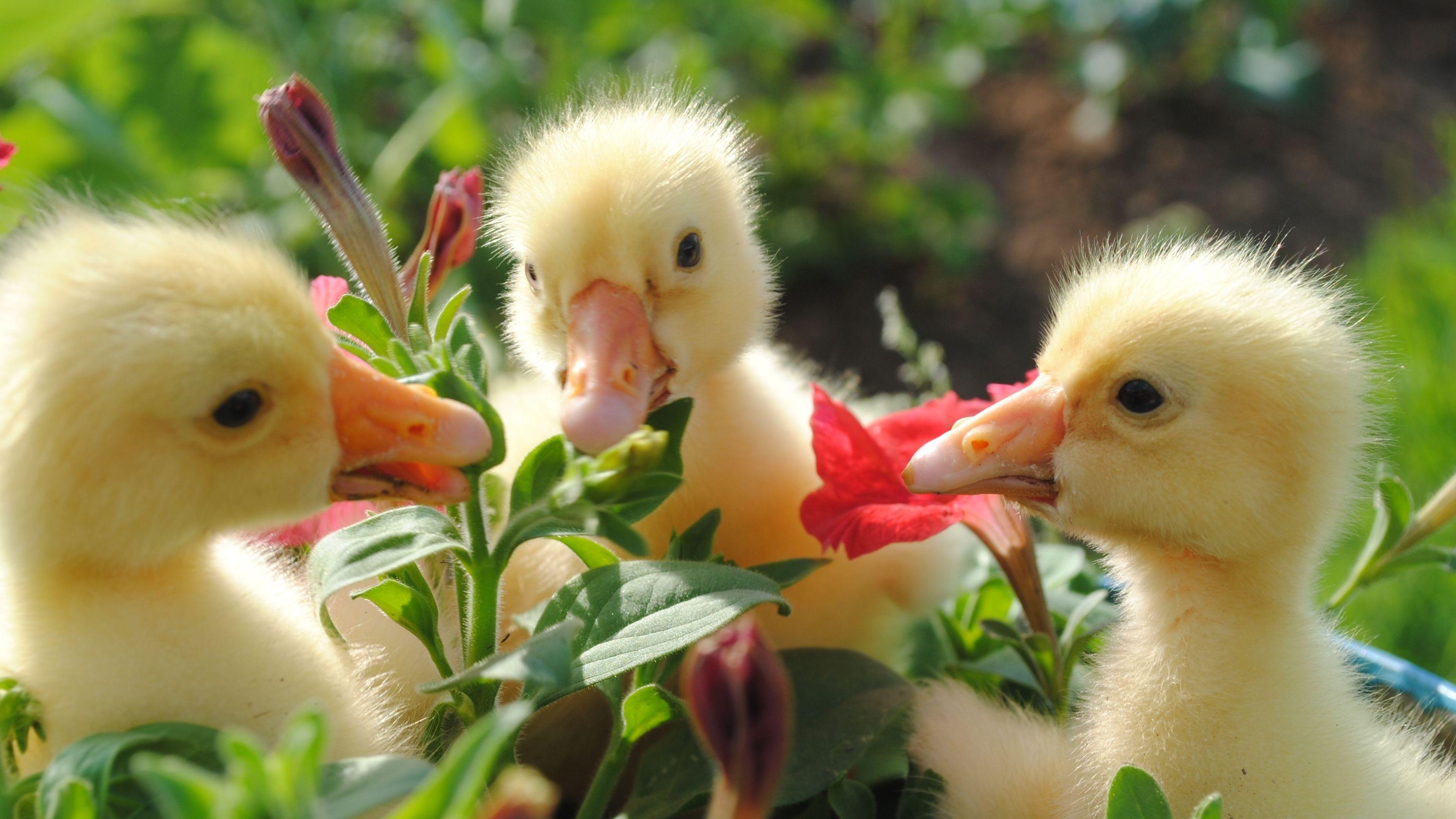 3840x2160 Ultra HD Wallpaper 3840x2160 ducks, flowers, food, bill 4K Ultra HD HD Background Wallpaper, Ultra HD Wallpaper. Cute animals, Animals beautiful, Baby ducks