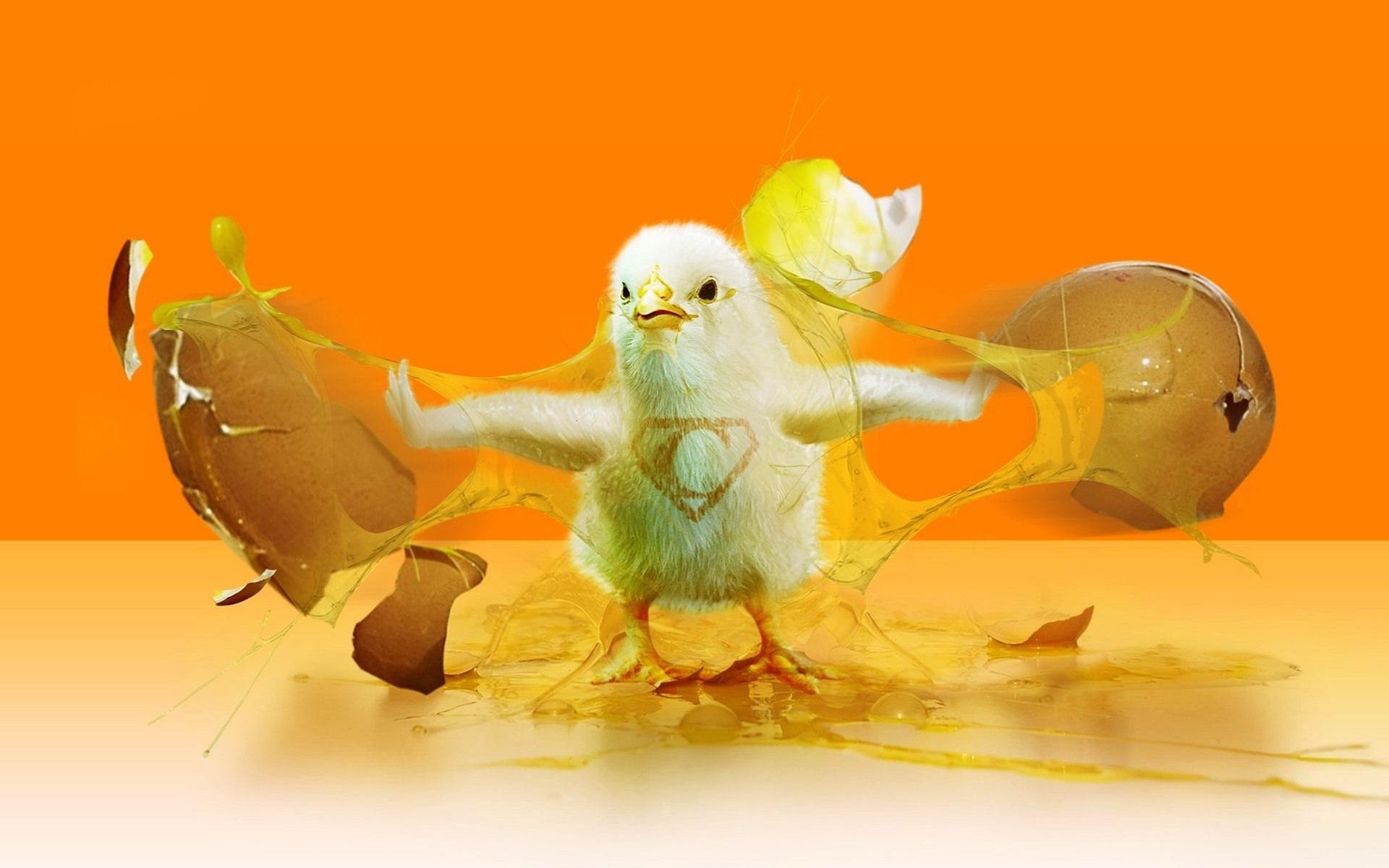 1920x1200 Chicken HD Wallpaper