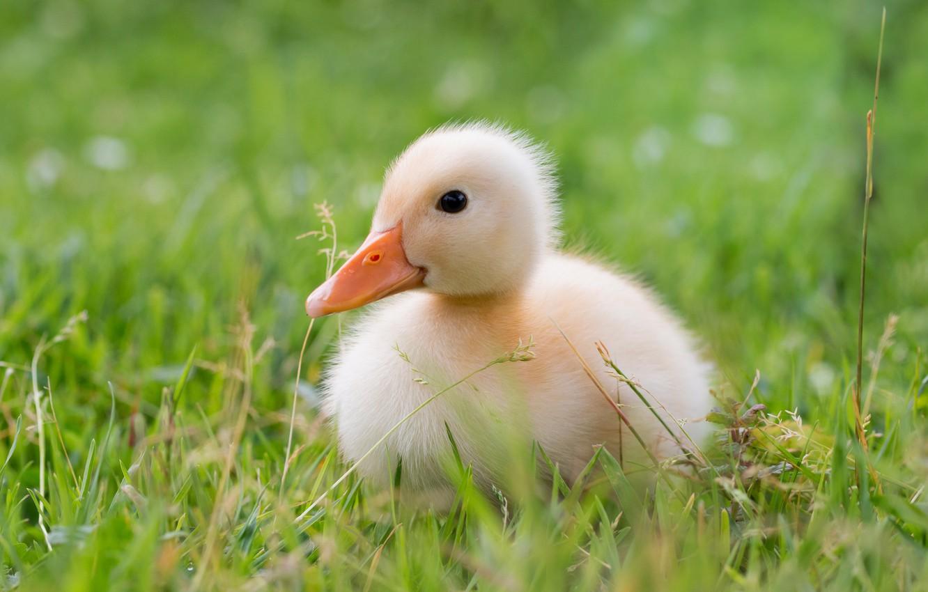 Cute Baby Duck Wallpapers - Top Free Cute Baby Duck Backgrounds ...