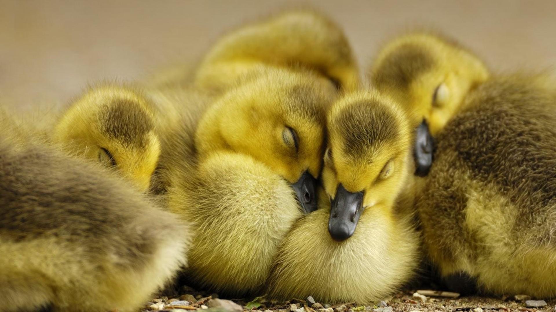 Cute Baby Duck Wallpapers - Top Free Cute Baby Duck Backgrounds ...