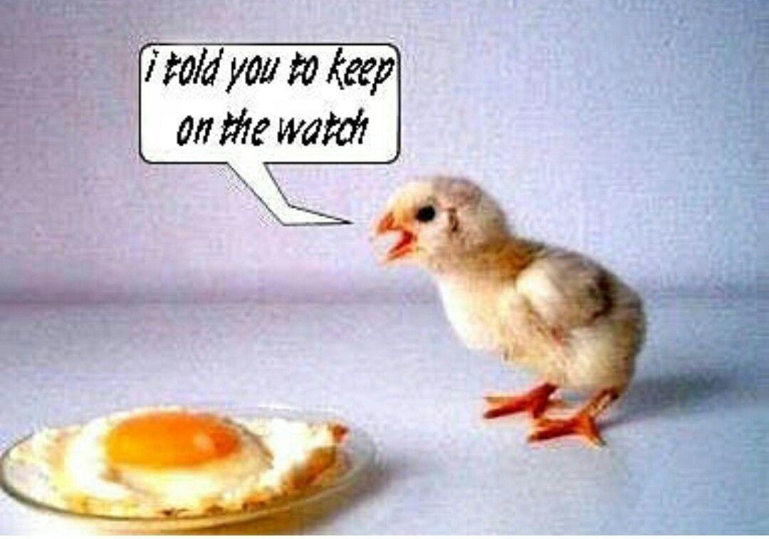 1080x758 It's The Truth. Chicken humor, Funny image, Funny