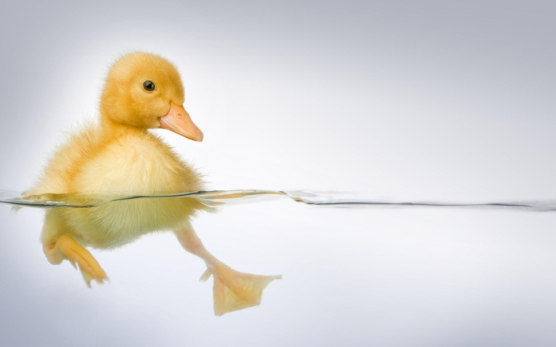 1920x1200 Baby Duck
