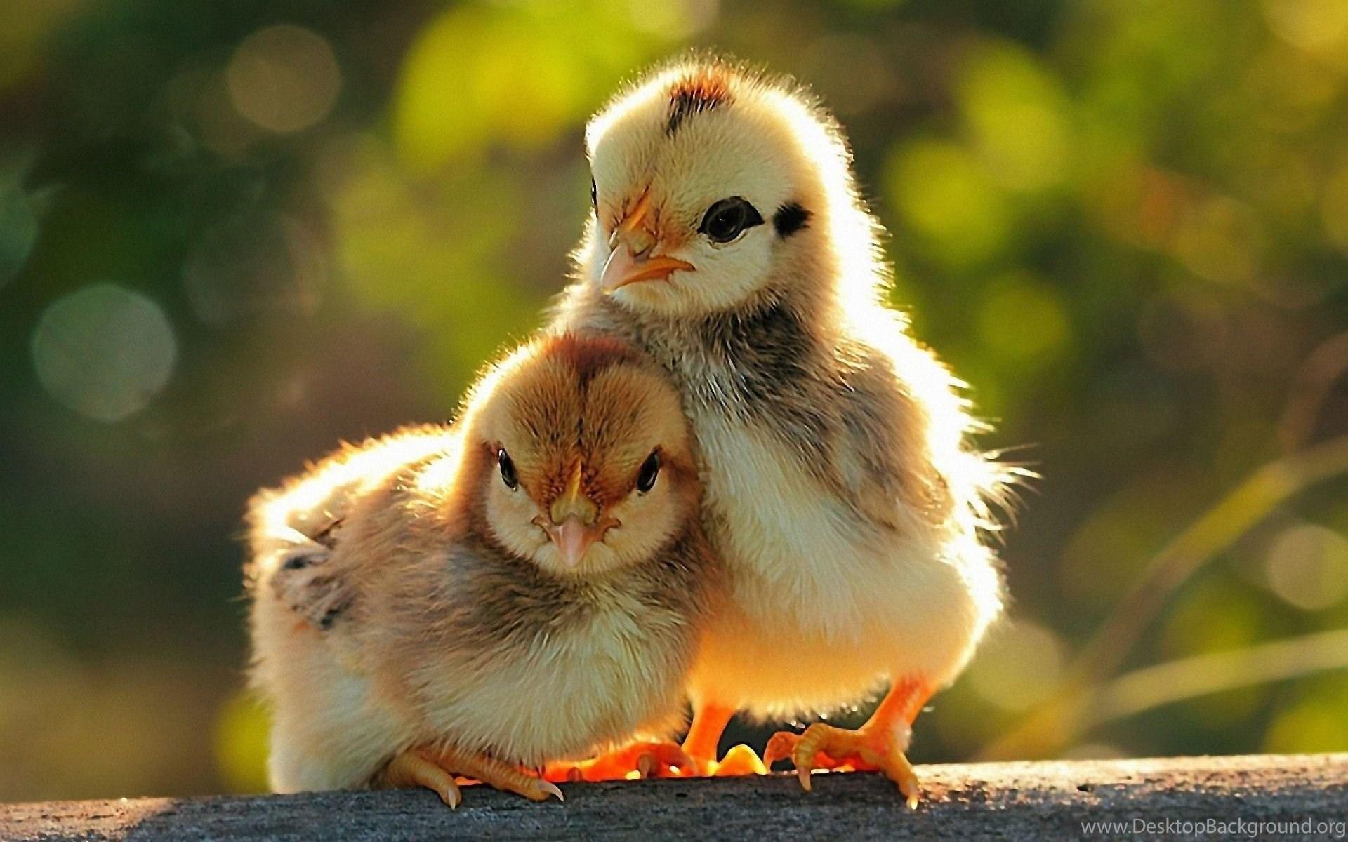 1920x1200 Pics, Facts, Funny Stuff About Animals & Nature Chicken Wallpaper Desktop Background