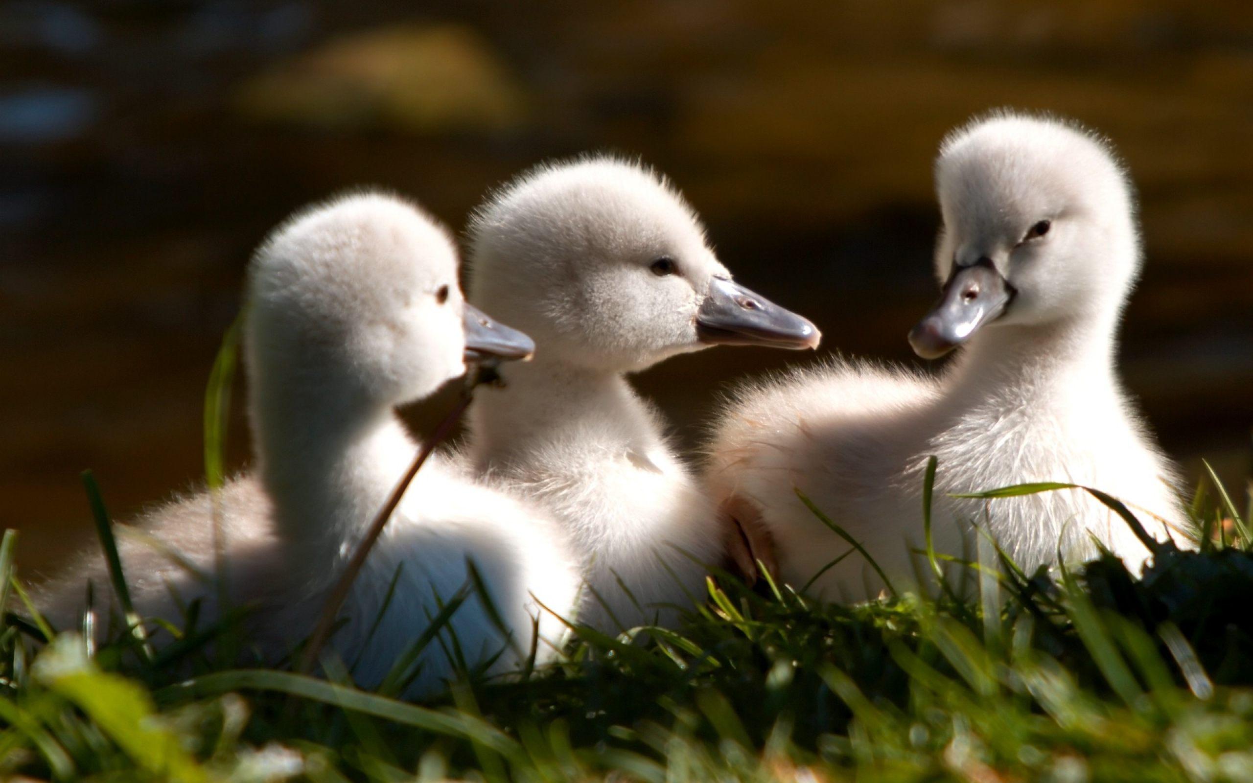 2560x1600 Free download Baby Ducks HD Wallpaper Download Of Cute Ducks [2560x1600] for your Desktop, Mobile & Tablet. Explore Baby Duck Wallpaper. Duck Wallpaper, Ducks Unlimited Wallpaper for