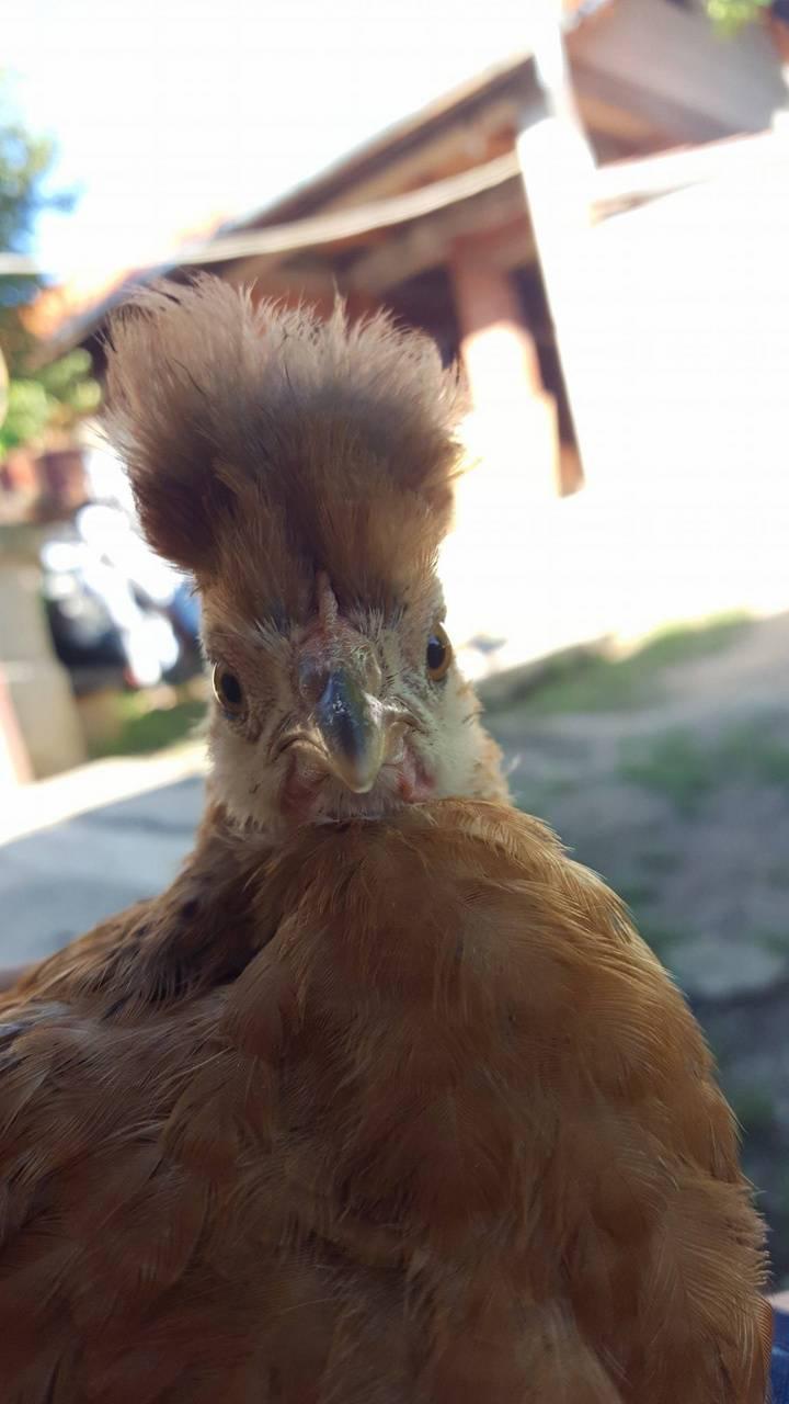 720x1280 Download Funny Chicken Part 2 HD Wallpaper and Background