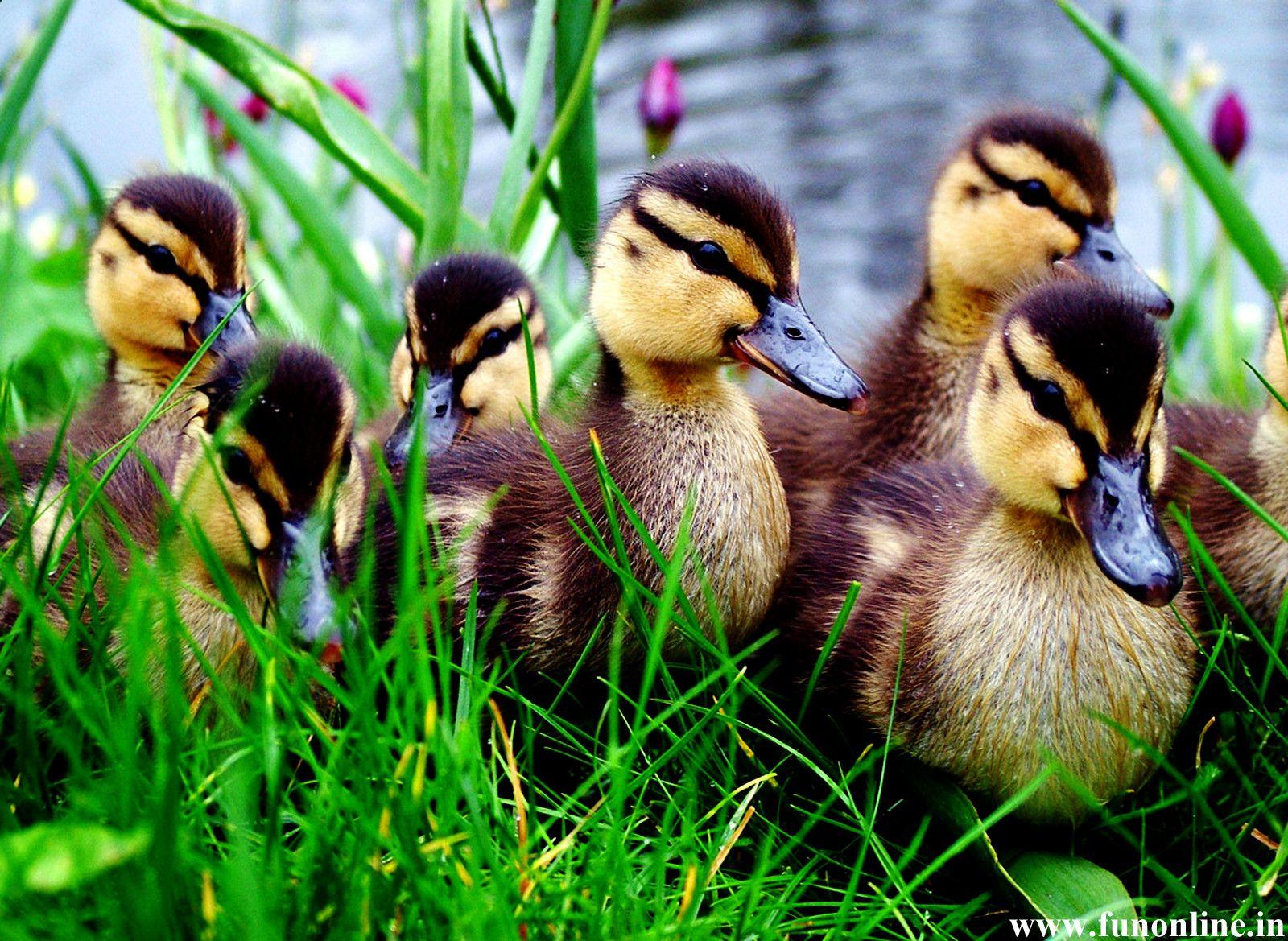 1600x1169 Baby Duck Wallpaper