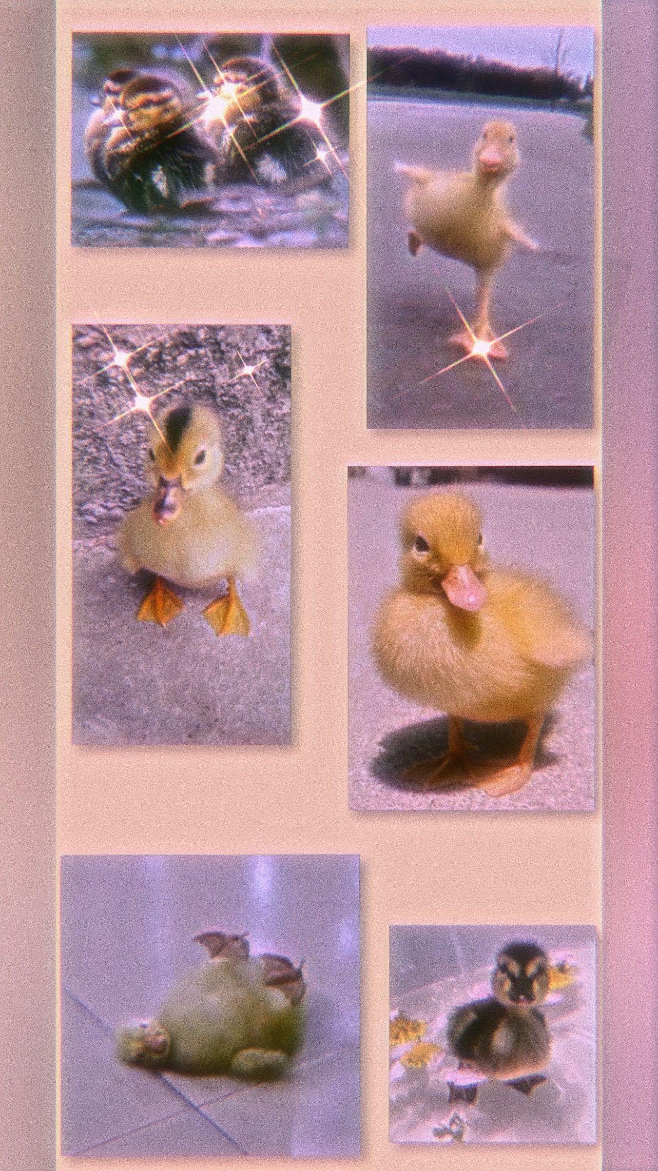 1350x2401 Baby duck wallpaper. Cute baby cow, Super cute animals, Cute animals
