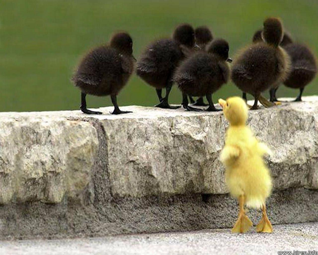 1280x1024 Baby Ducks Wallpaper