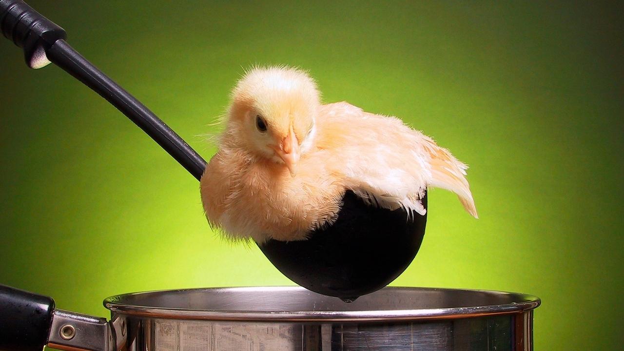 1280x720 Wallpaper pot ladle funny chicken