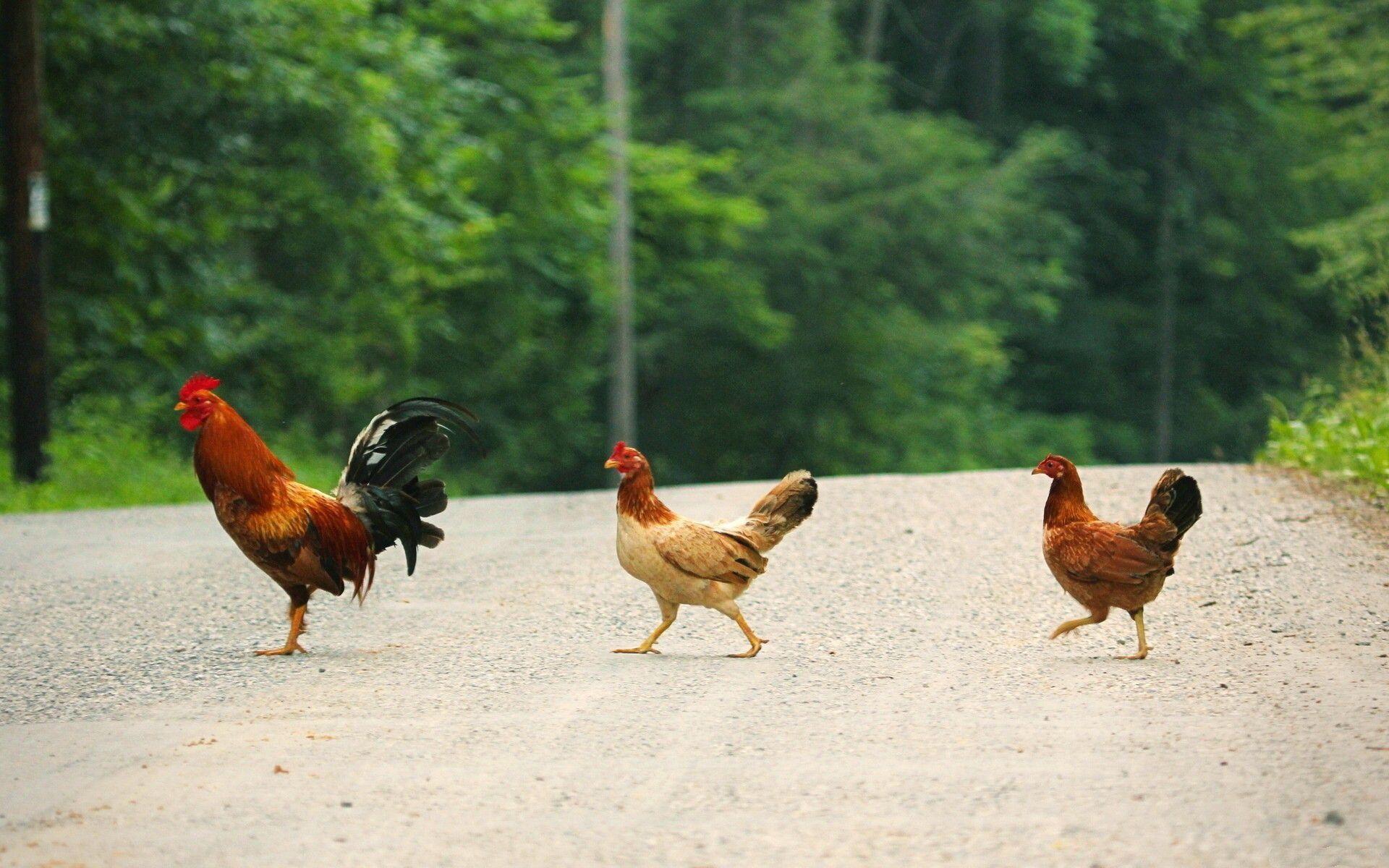 1920x1200 Chicken Wallpaper, HD Chicken Background