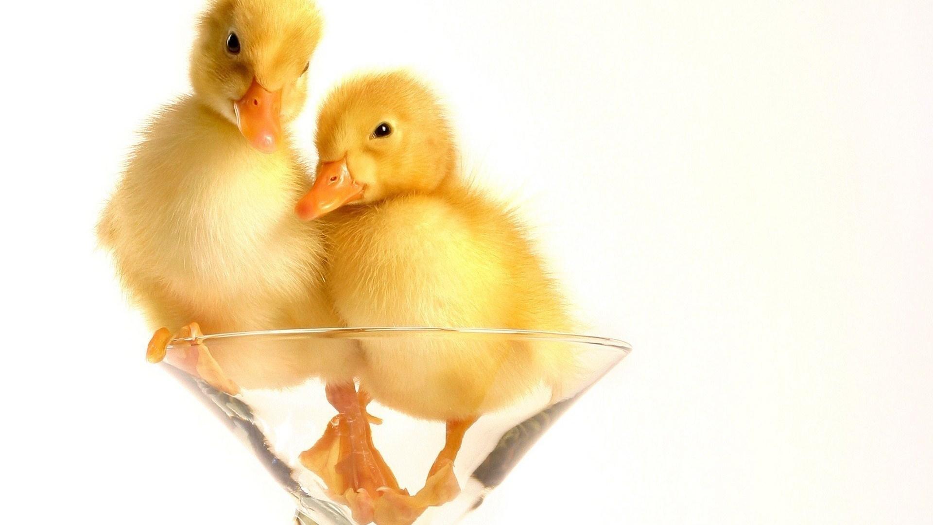 1920x1080 Two Cute Baby Duck In Glass High Definition Photo Desktop Background