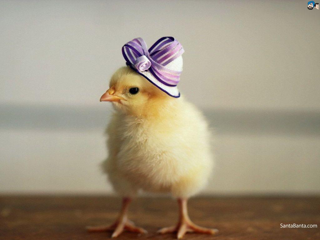 1024x768 Birds Wallpaper. Funny chicken picture, Baby chickens, Chicken picture