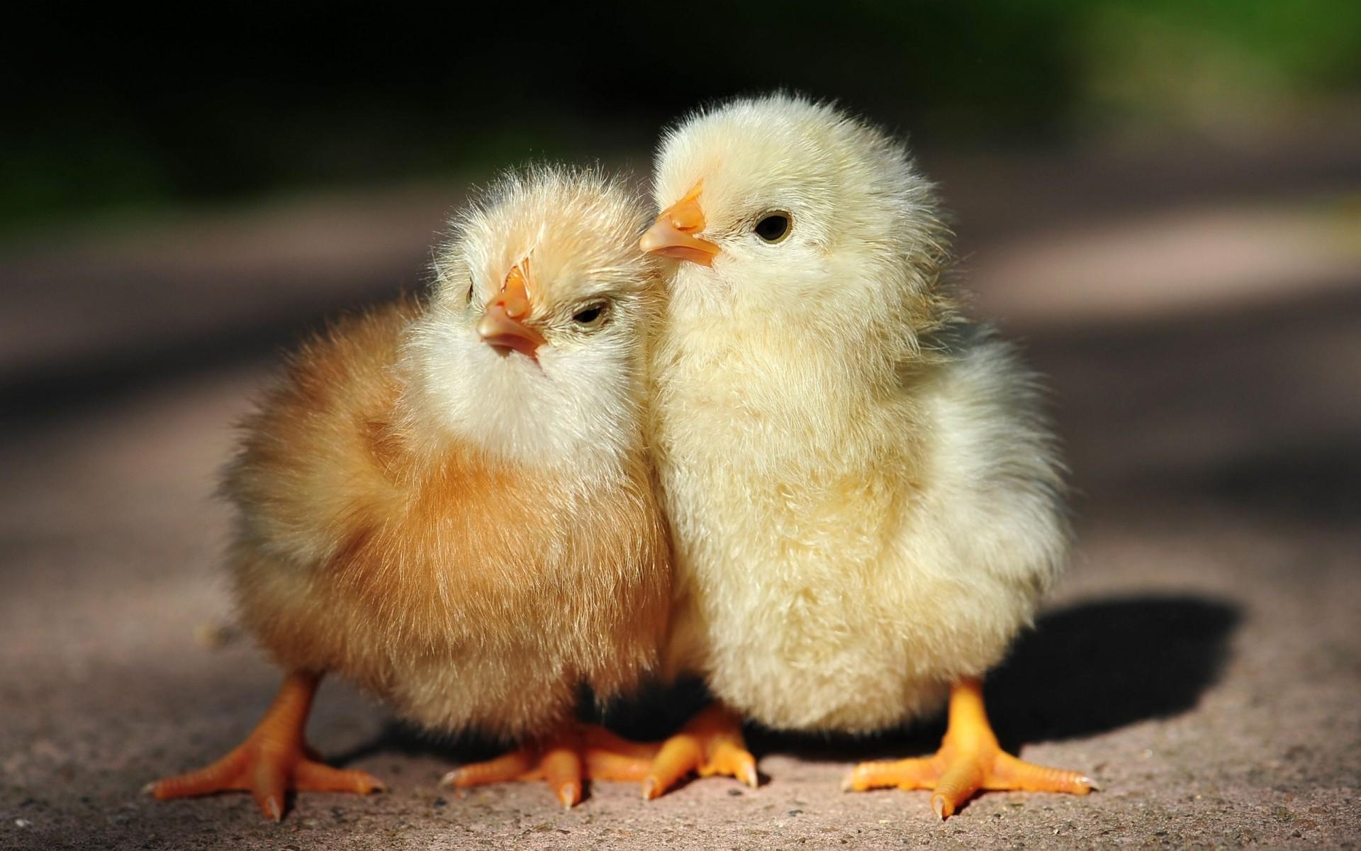 1920x1200 Chicken