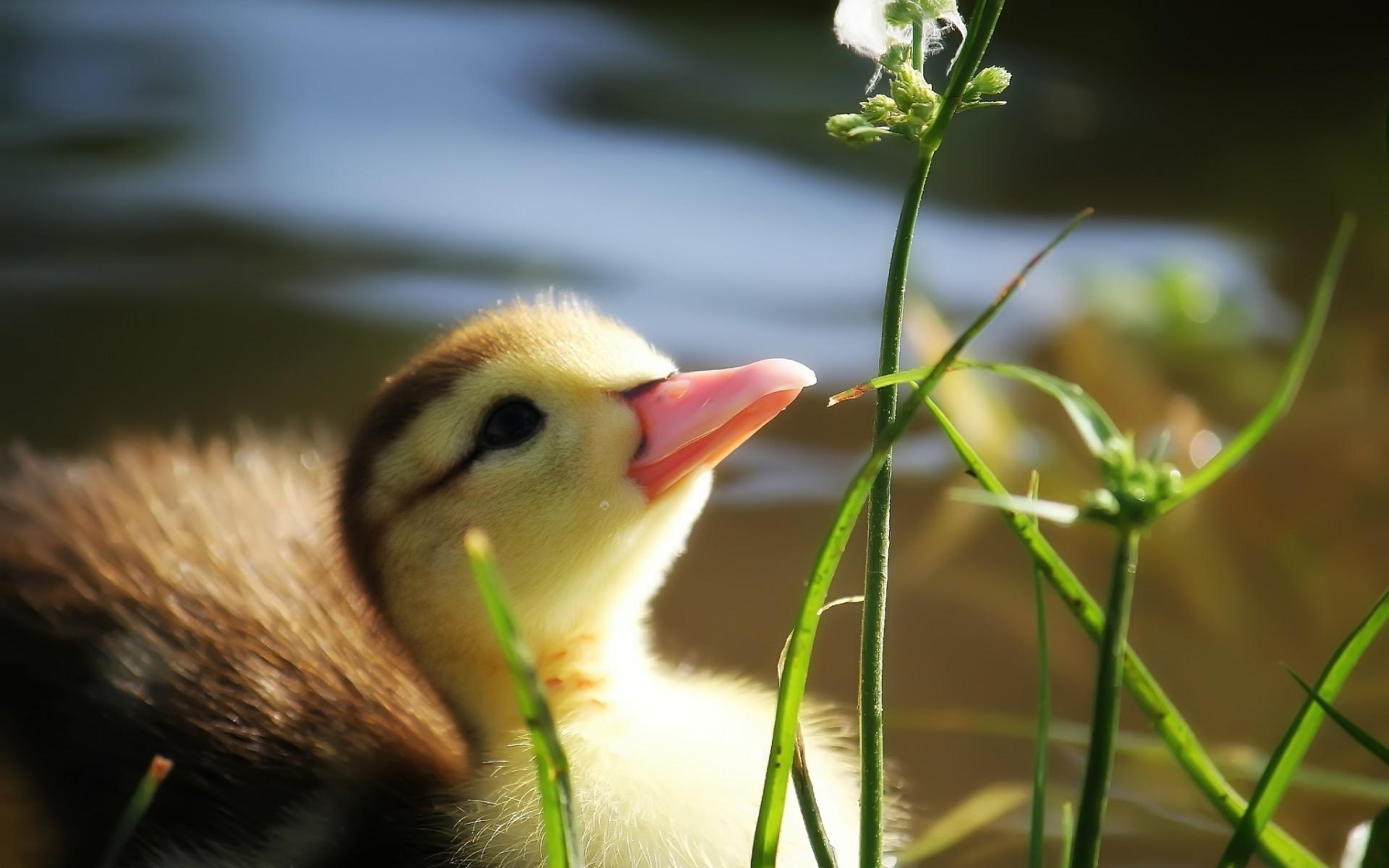 1920x1200 Baby Duck In Grass Wallpaper HD / Desktop and Mobile Background