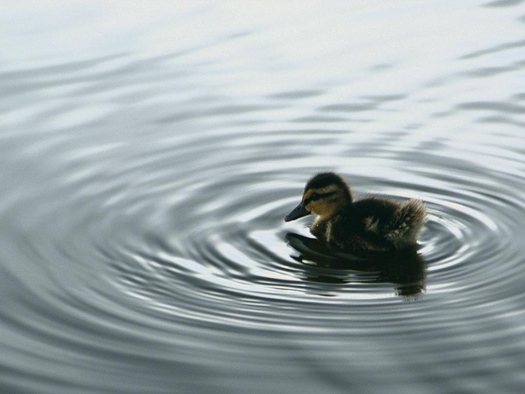 1024x768 Baby Duck Wallpaper 13933 1024x768px