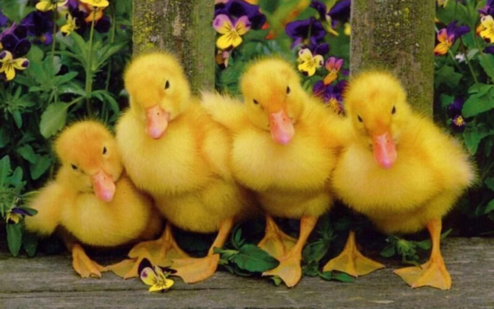 Cute Baby Duck Wallpapers Top Free Cute Baby Duck Backgrounds 