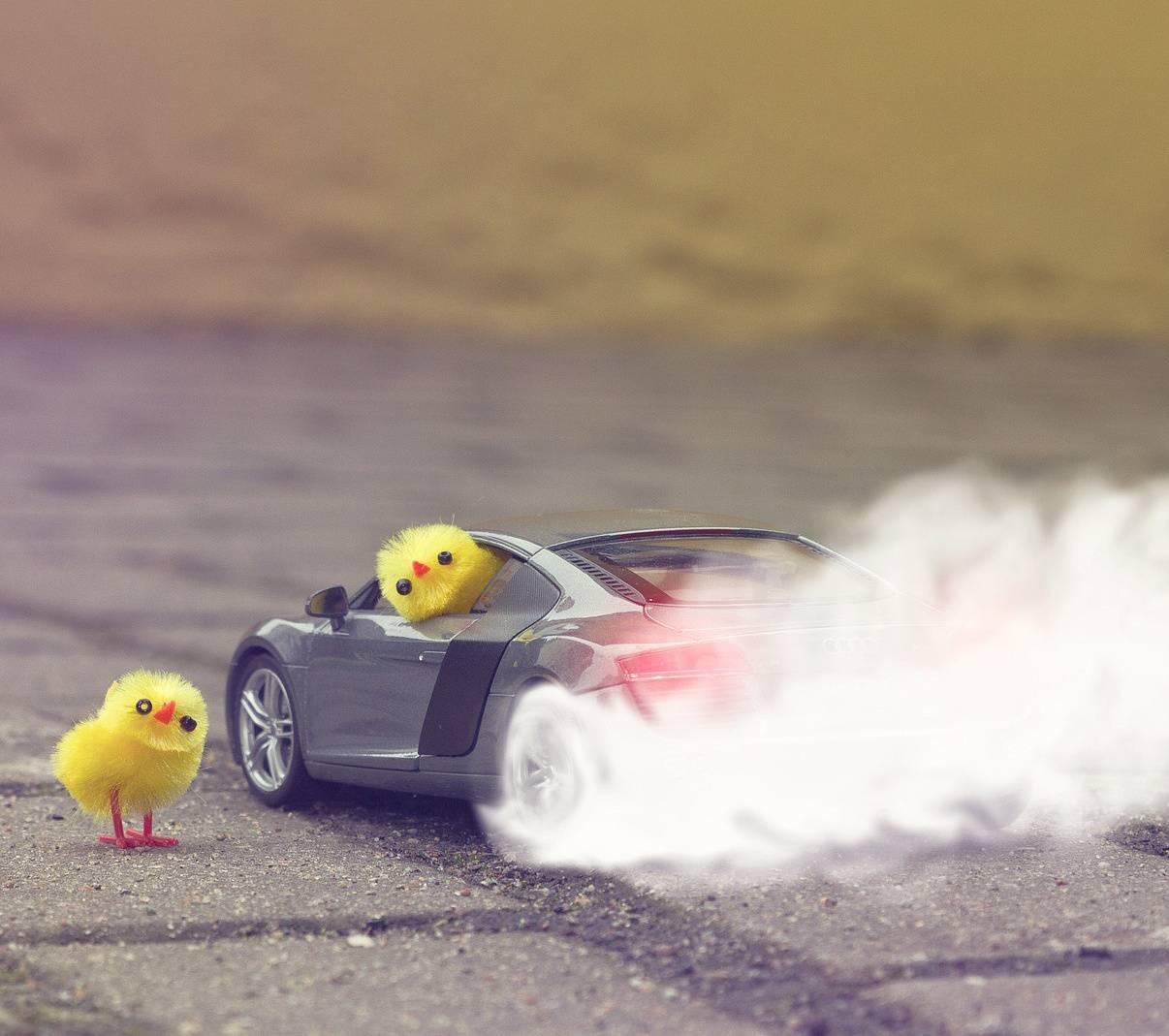 1206x1069 Funny chickens wallpaper