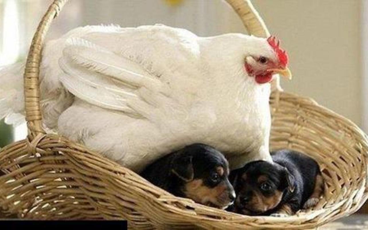 1284x801 Chicken On Puppies Funny Picture