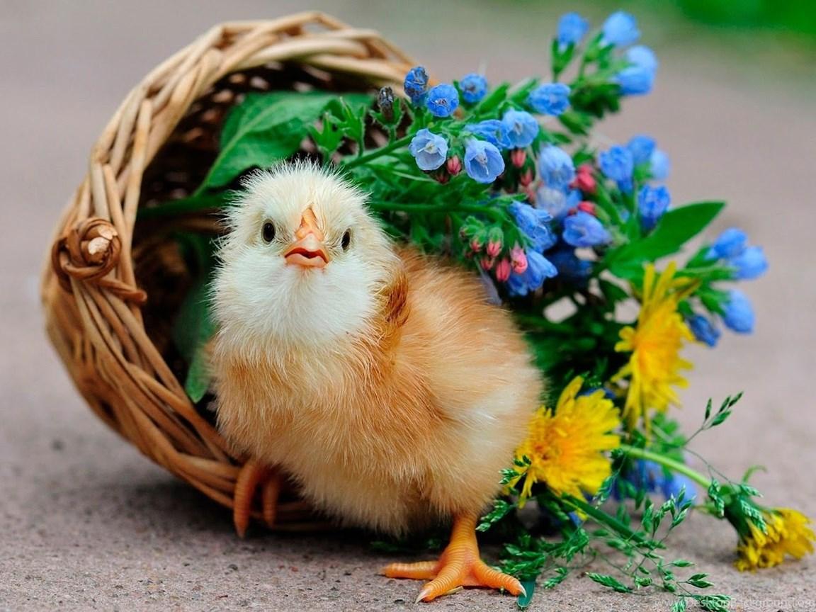 1152x864 Cute Little Chicken Funny HD Desktop Wallpaper Dat Nature Desktop Background