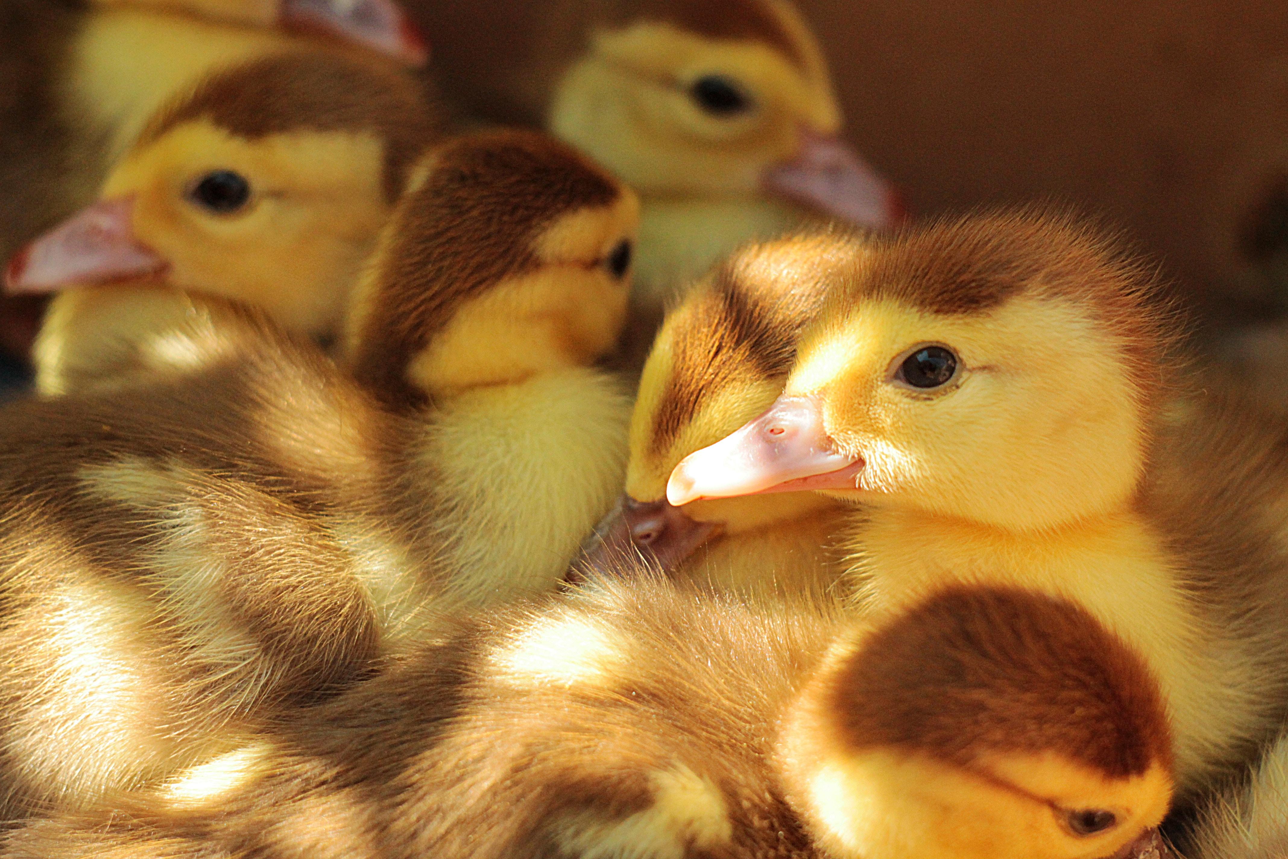 4272x2848 ducklings HD wallpaper, background