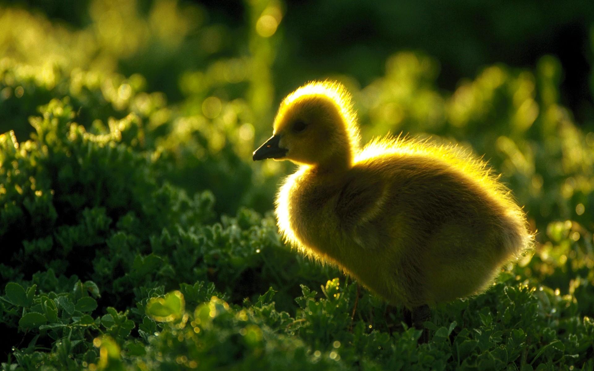 1920x1200 Duckling Wallpaper. Duckling Wallpaper, Snuggly Duckling Tangled Wallpaper and Duckling Computer Wallpaper