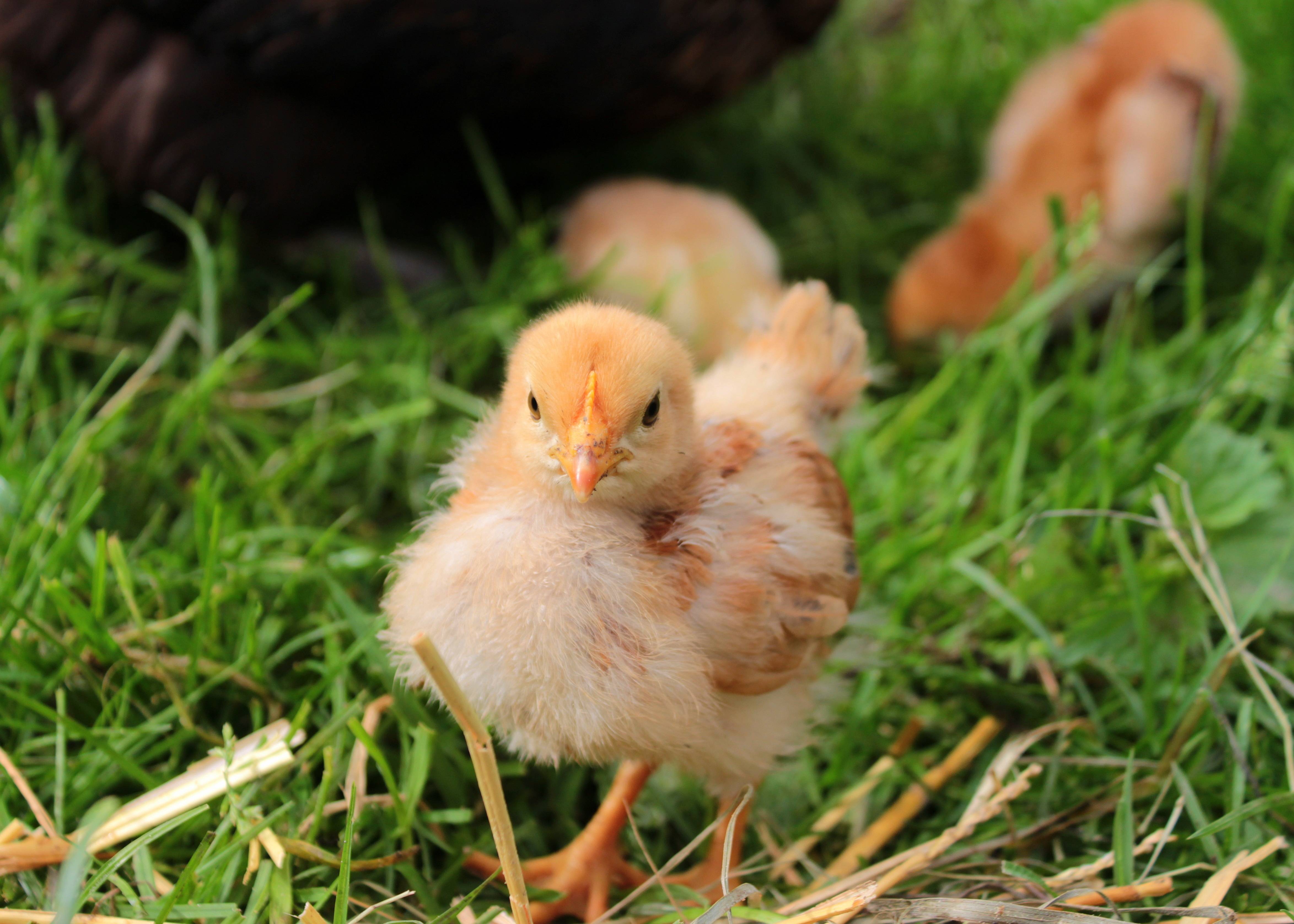 Baby Chicken Wallpapers - Top Free Baby Chicken Backgrounds ...