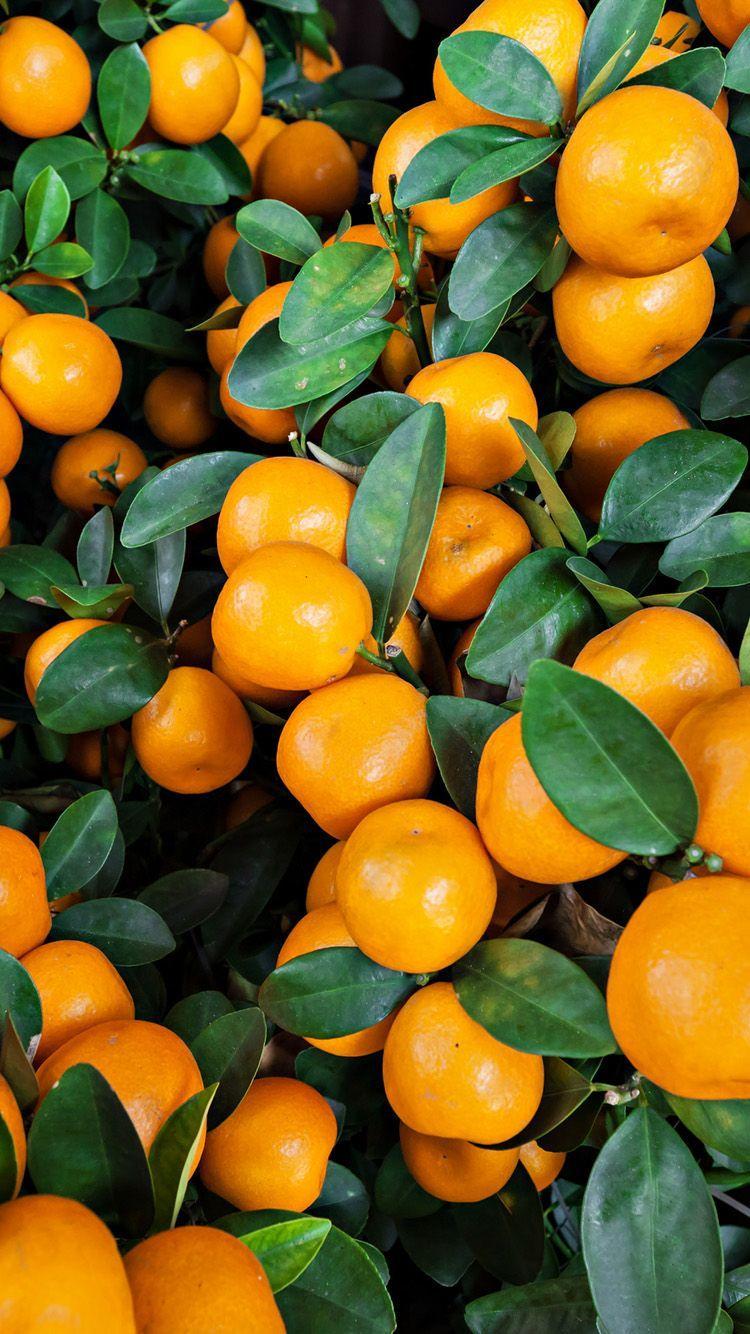 750x1334 Orange Fruit Wallpaper