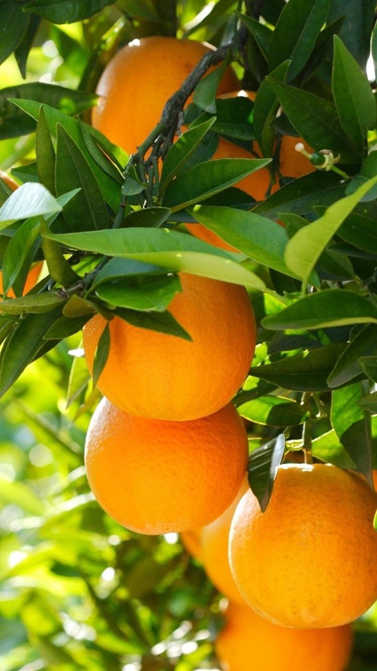 750x1334 Orange Fruit Wallpaper iPhone