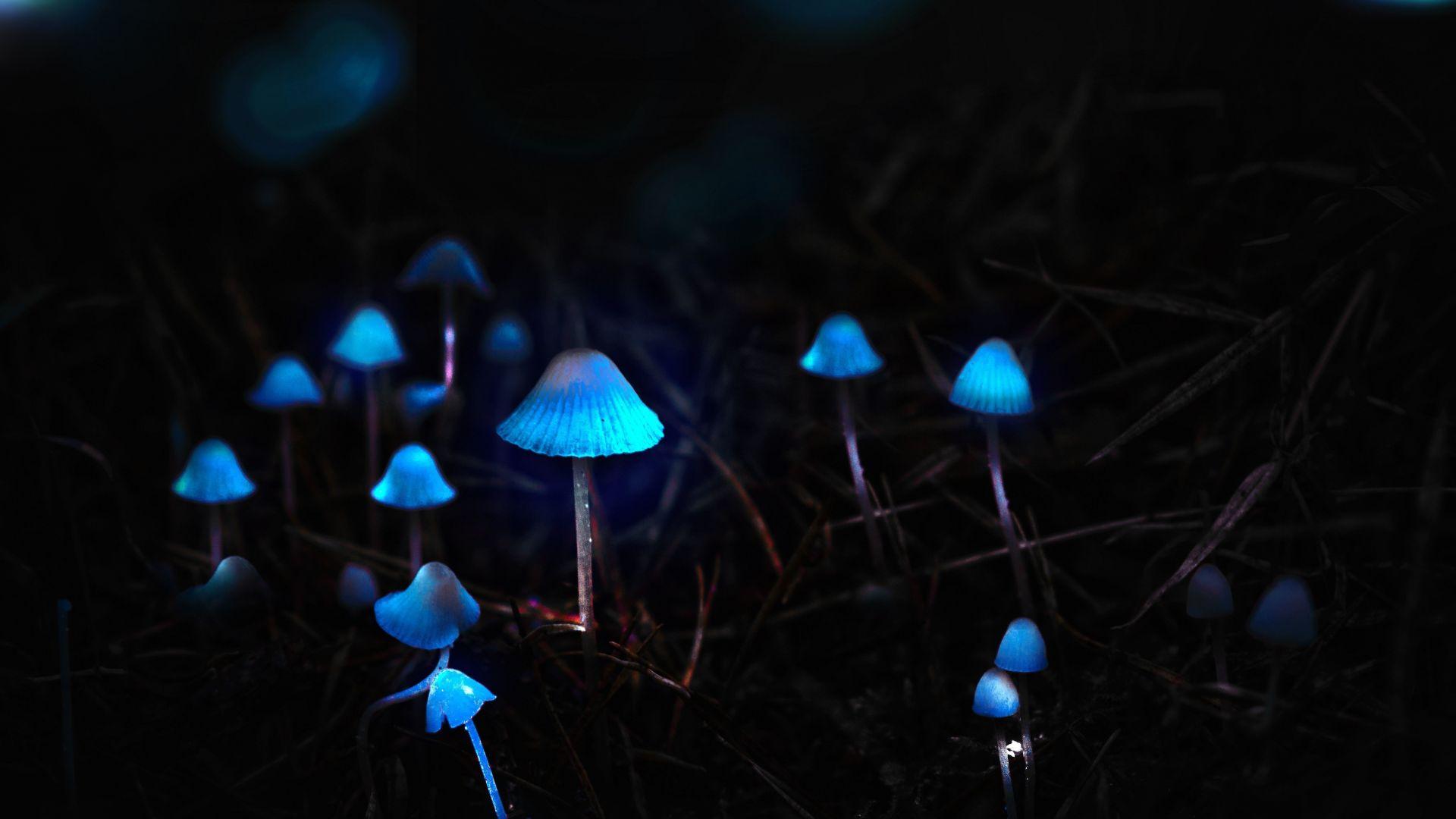 1920x1080 Desktop wallpaper mushrooms, toadstools, portrait, blue glow, HD image, picture, background, df85d9