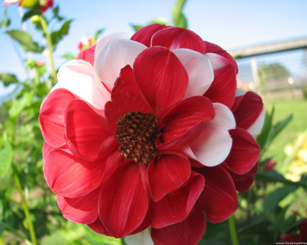 1280x1024 Free download wallpaper flowers gardens background red white flower red white [1600x1200] for your Desktop, Mobile & Tablet. Explore White and Pink Flowers Wallpaper. Pink and White Floral Wallpaper