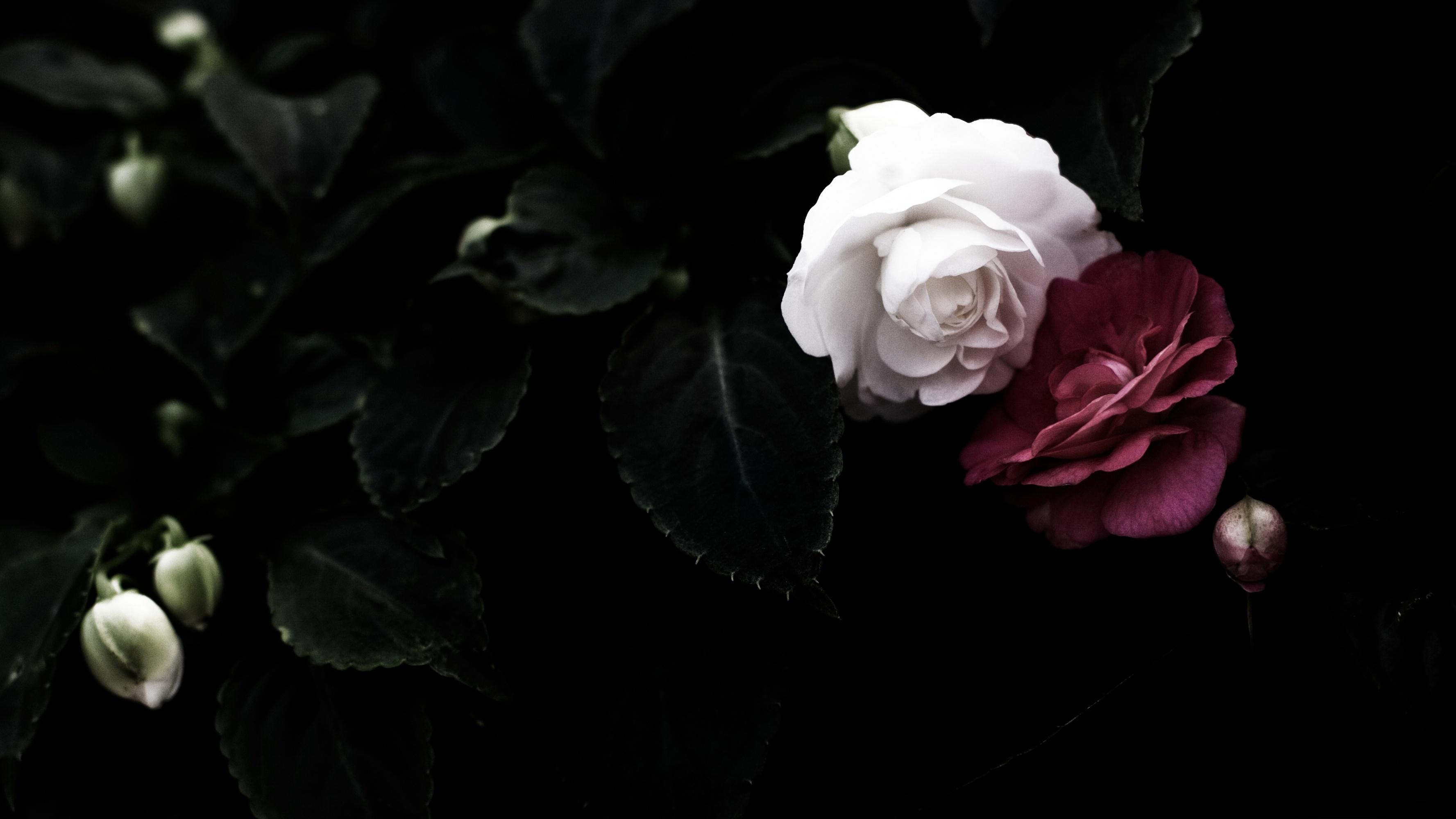 3554x1999 White Flower, Leaf, Red Flower wallpaper