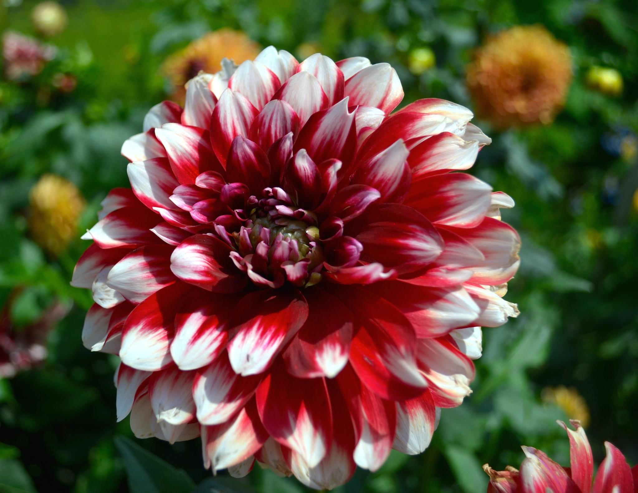 2048x1582 Red White Dahlia Flower Wallpaper Flowers Wallpaper HD Red HD Wallpaper