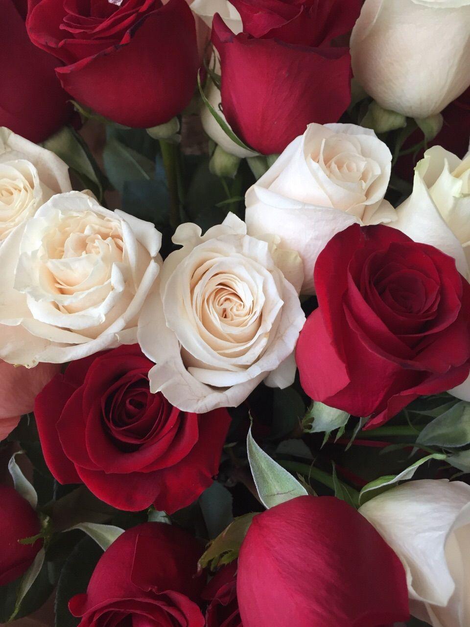 960x1280 rose