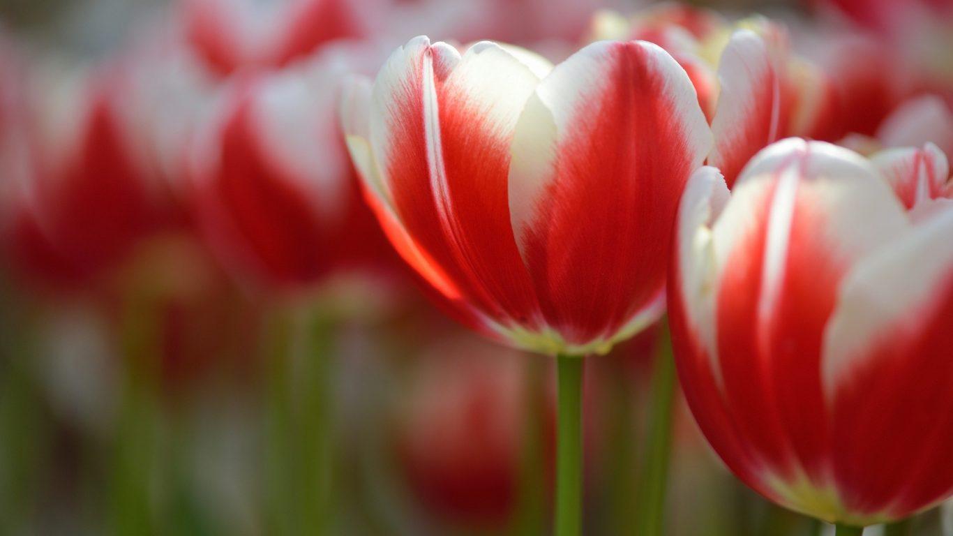 1366x768 Flower Wallpaper High Resolution White Background