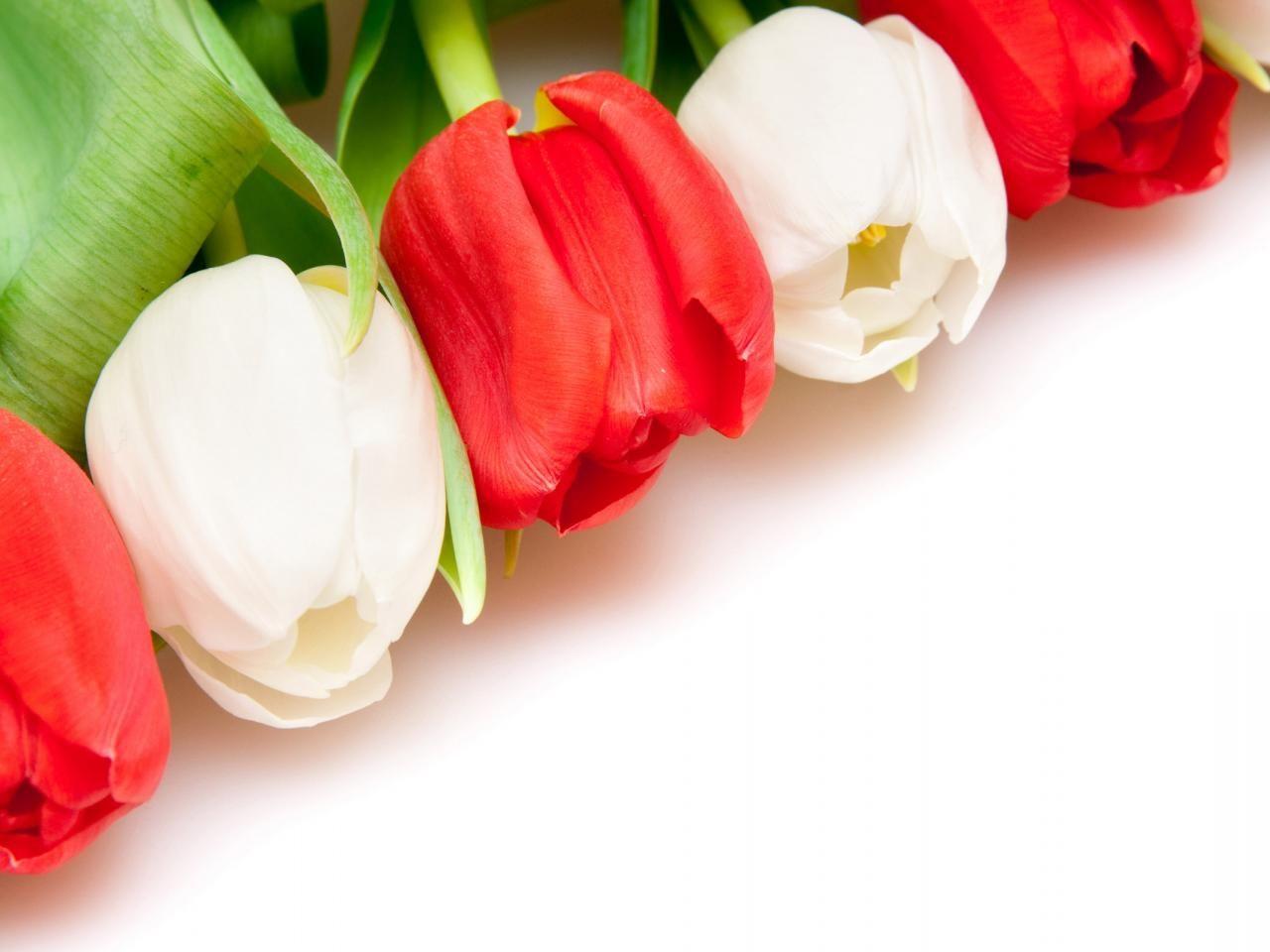1280x960 Free download White Red Tulips Wallpaper HD Wallpaper Flowers Wallpaper [1280x960] for your Desktop, Mobile & Tablet. Explore Red Tulip Wallpaper. Tulip Wallpaper, HD Wallpaper Red