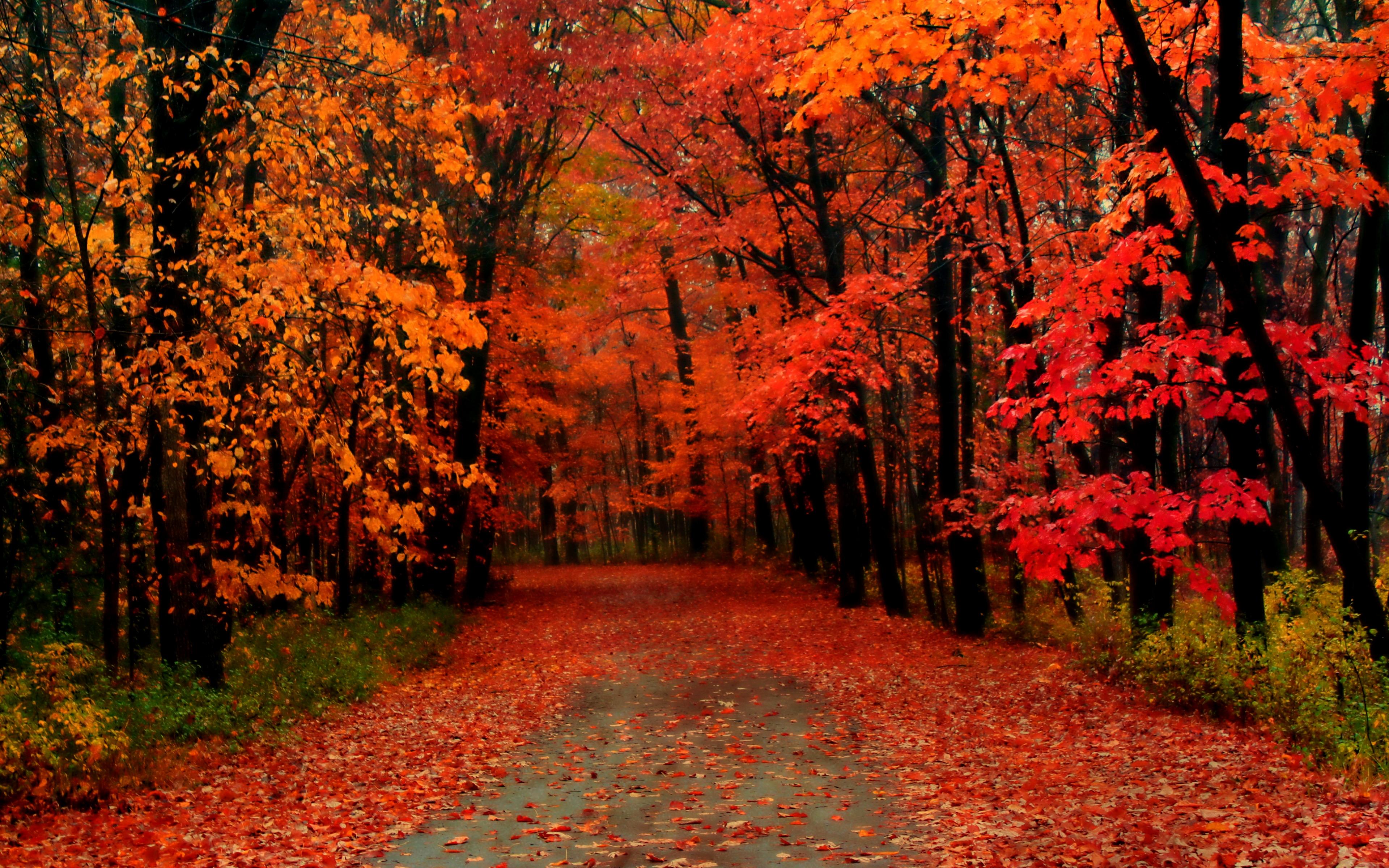 Beautiful Fall Forest Wallpapers - Top Free Beautiful Fall Forest ...