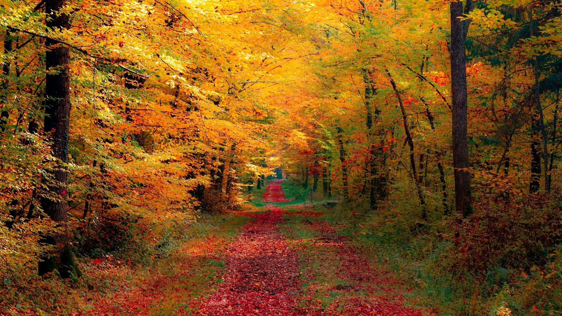 1920x1080 Fall forest Wallpaper Elegant Beautiful Autumn Wallpaper