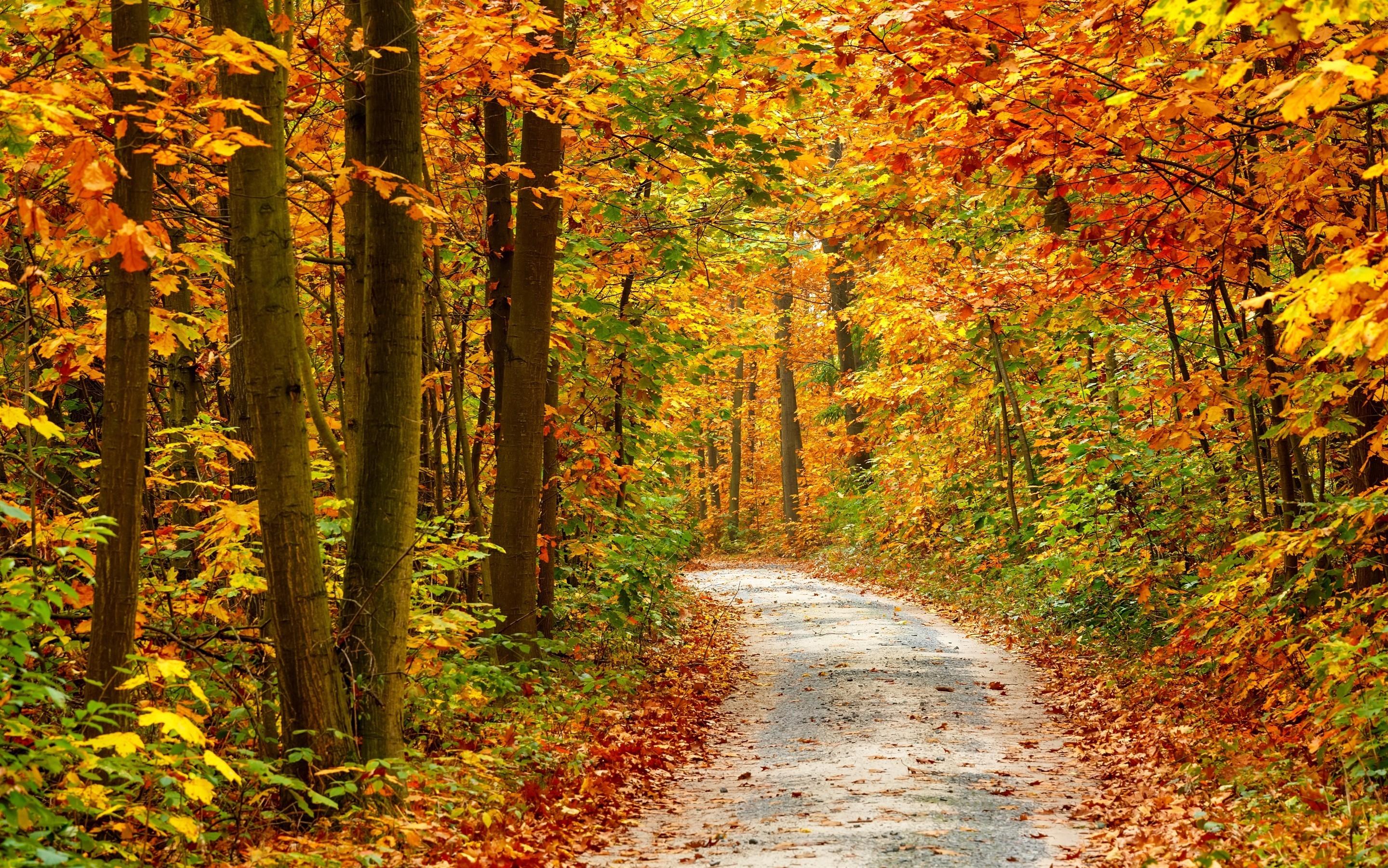 2880x1800 Autumn Forest Landscape Road HD Wallpaper