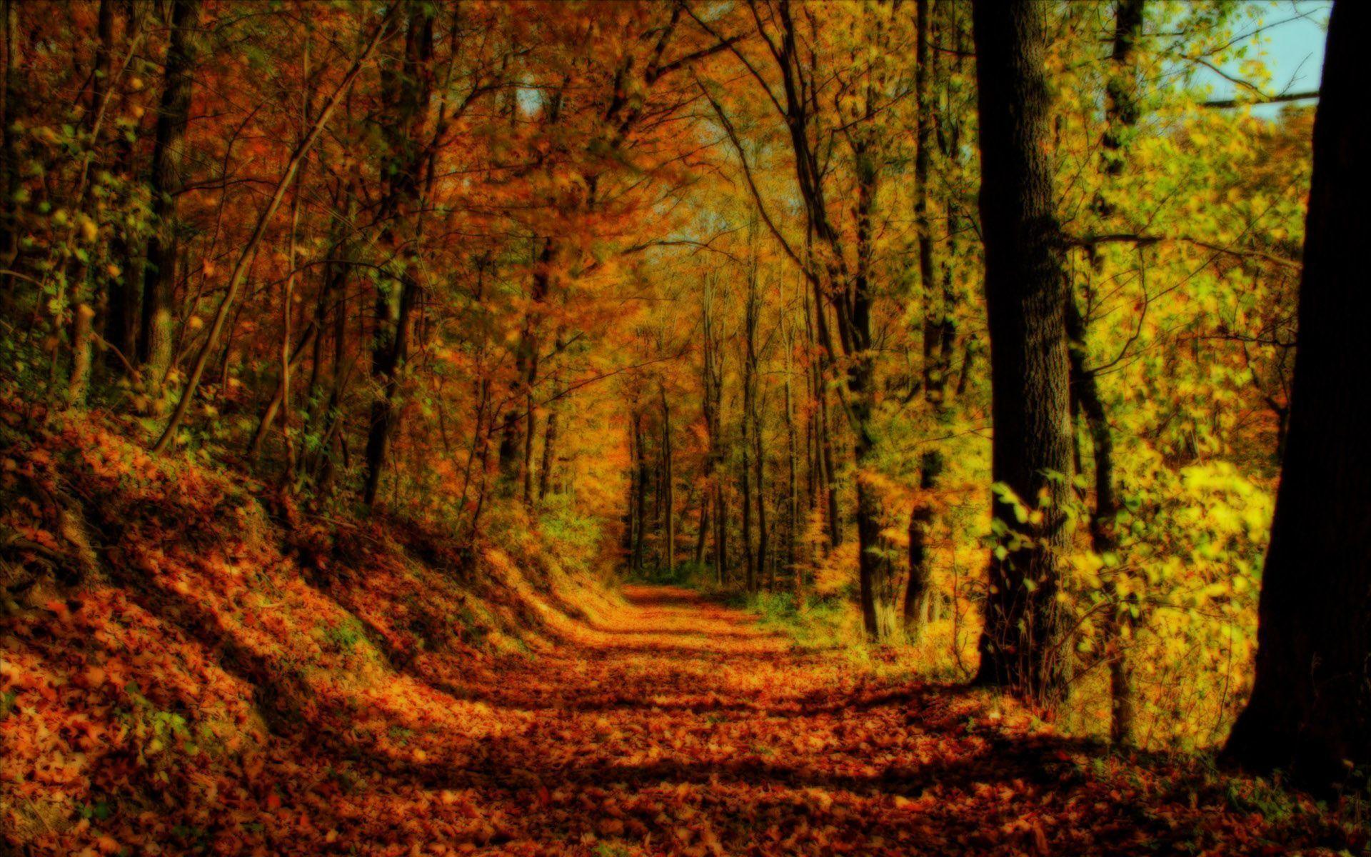 1920x1200 Fall Forest Wallpaper