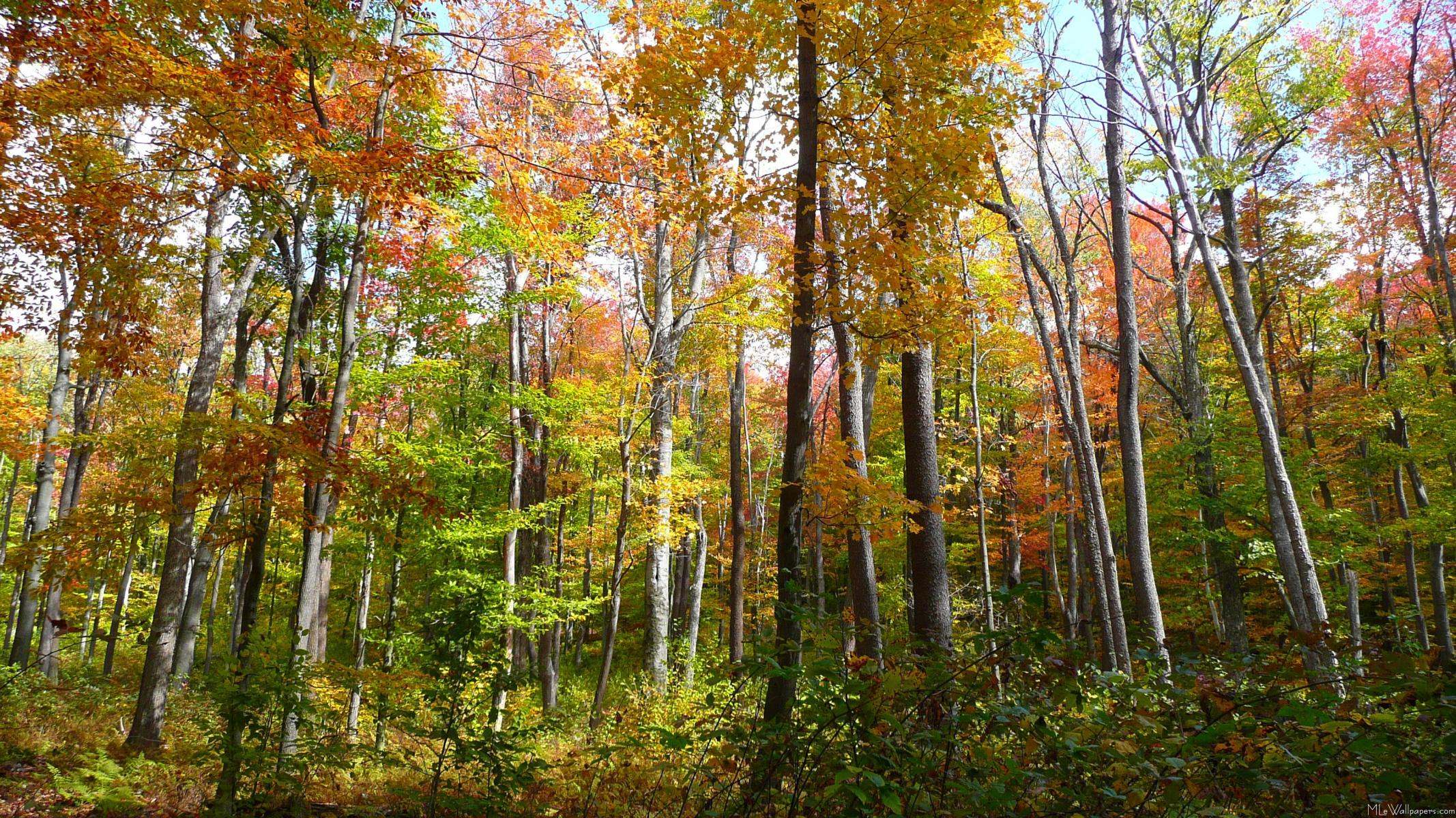 2134x1200 MLeWallpaper.com Forest I
